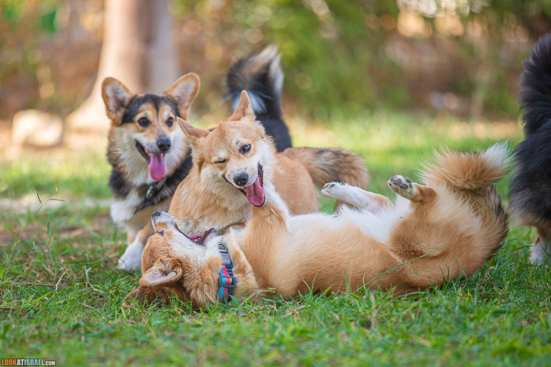 Корги Иви и ее братья и сёстры