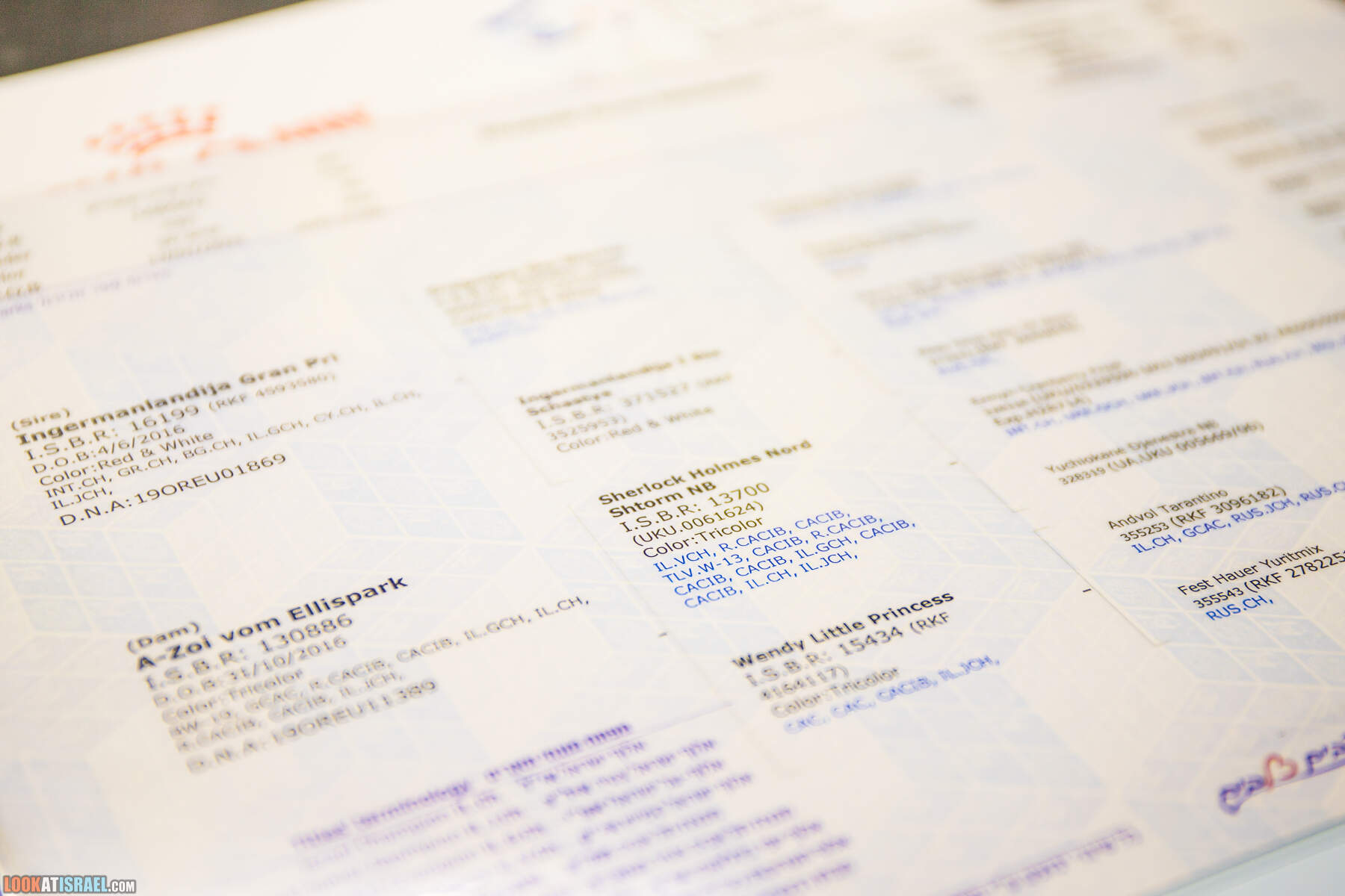 Родословная Корги Иви