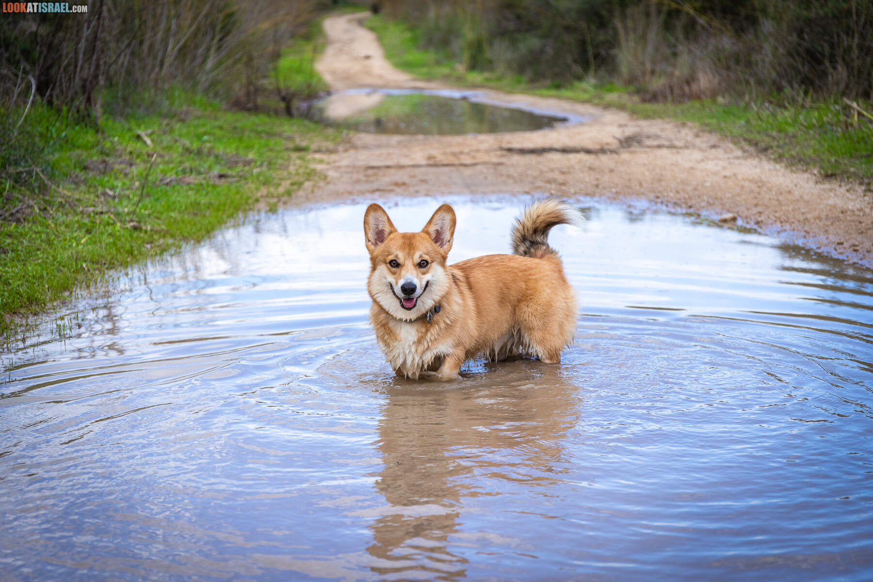 Корги Иви села в лужу