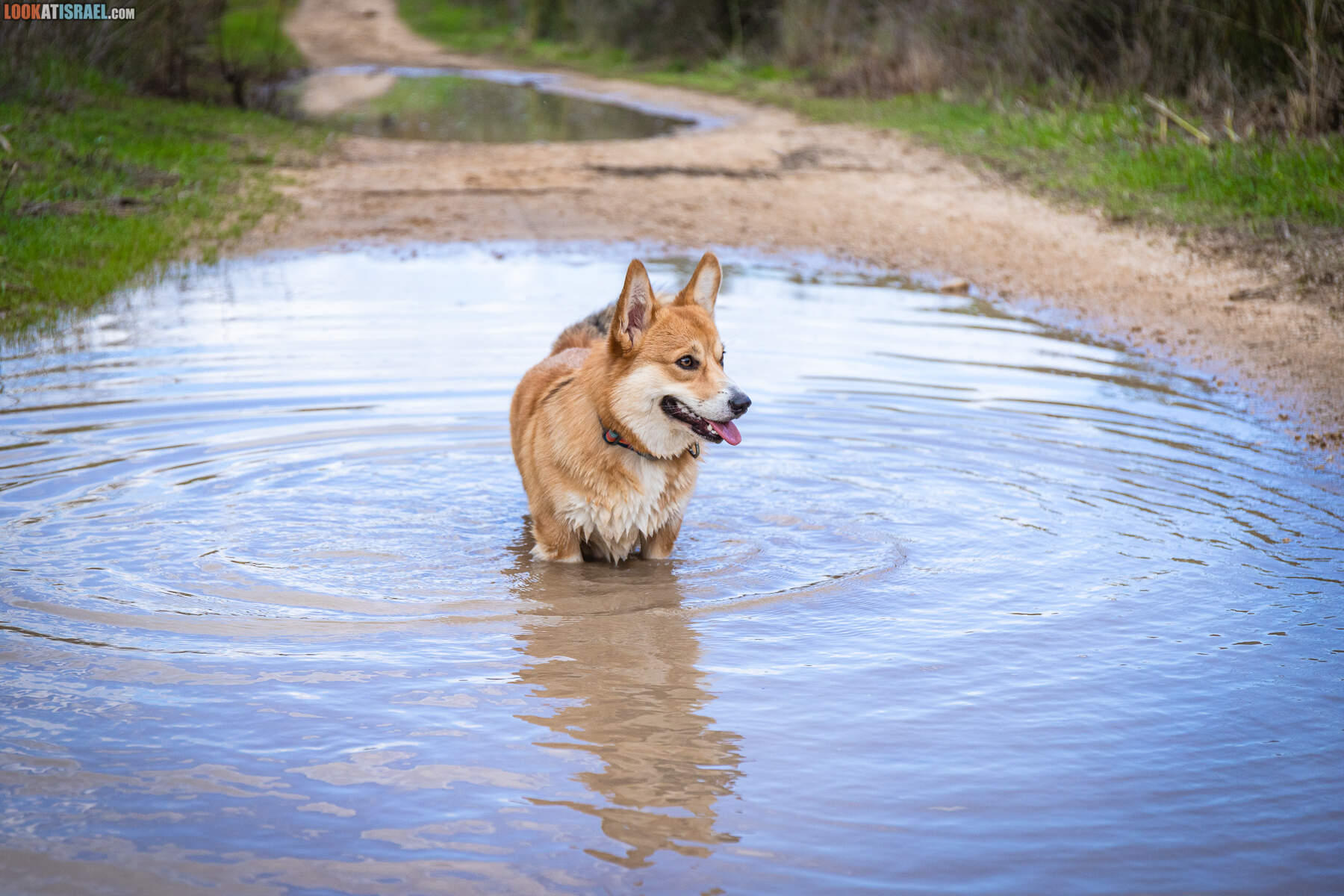 Корги Иви села в лужу