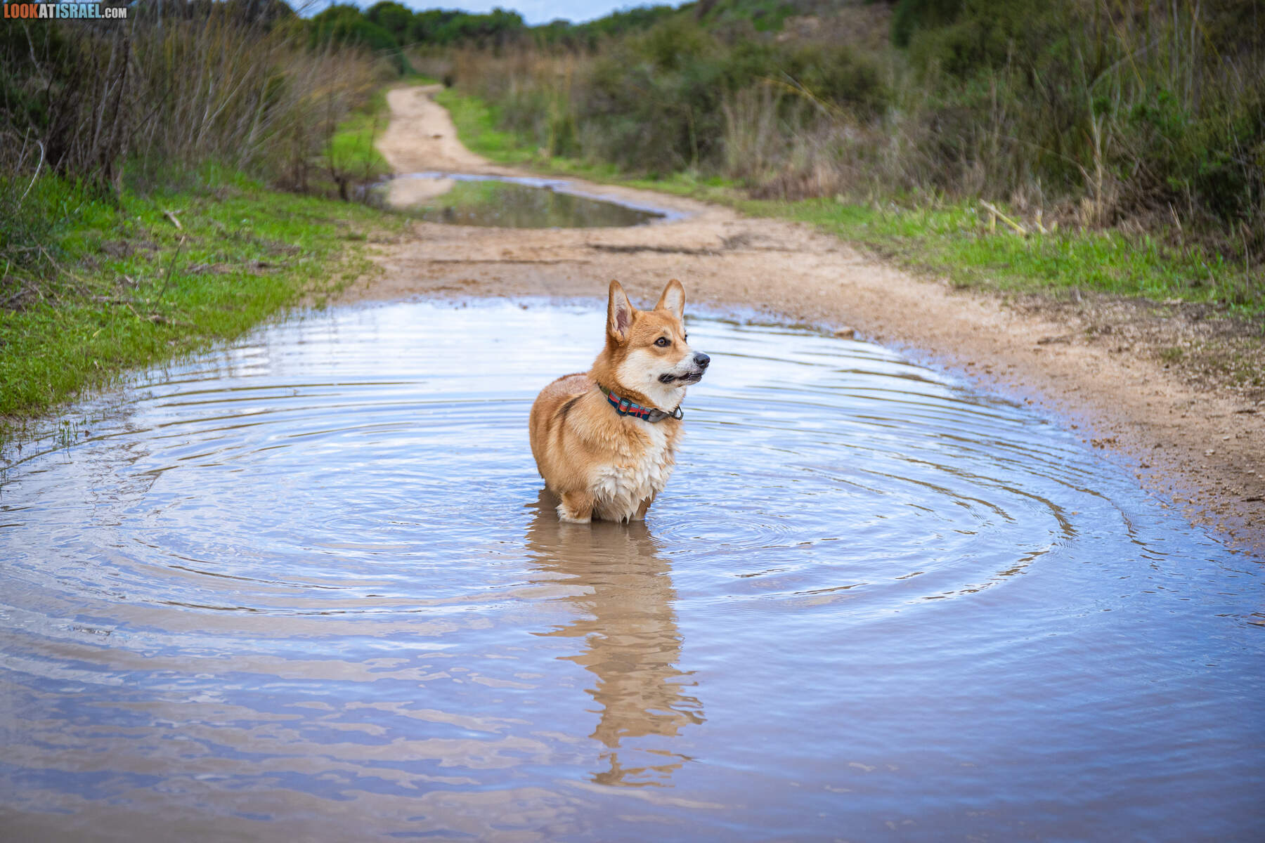 Корги Иви села в лужу
