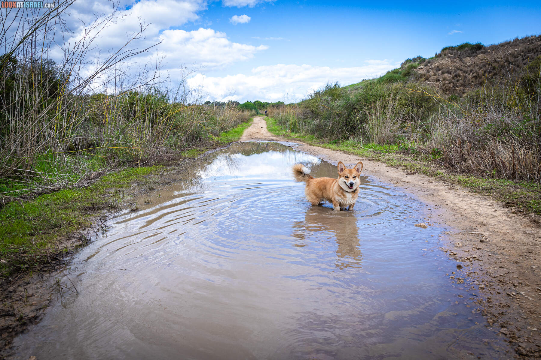 Корги Иви села в лужу