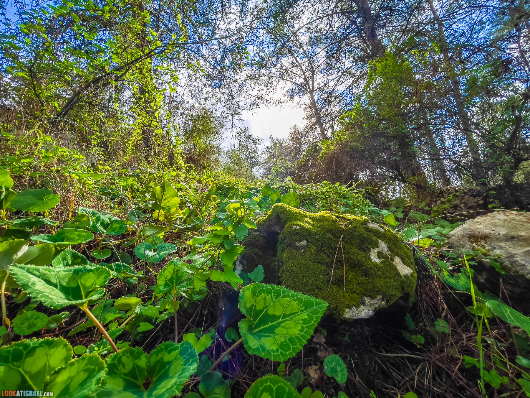 Зимний цветущий лес в Рош ха-Аин, Израиль