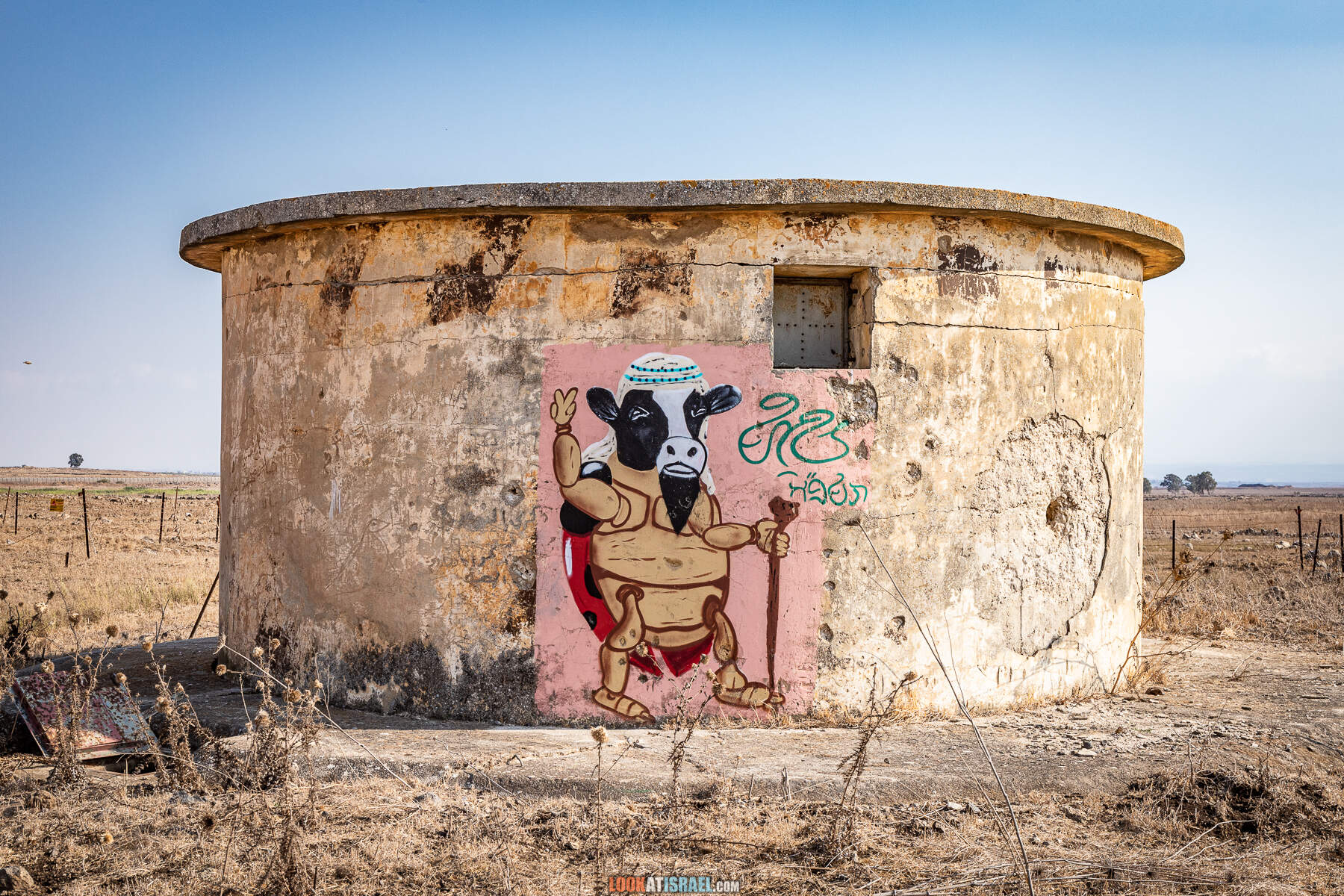 Божий человек - черепашка-коровка