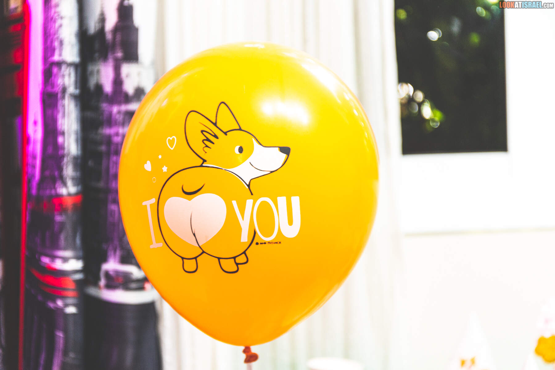 День рождения корги Иви