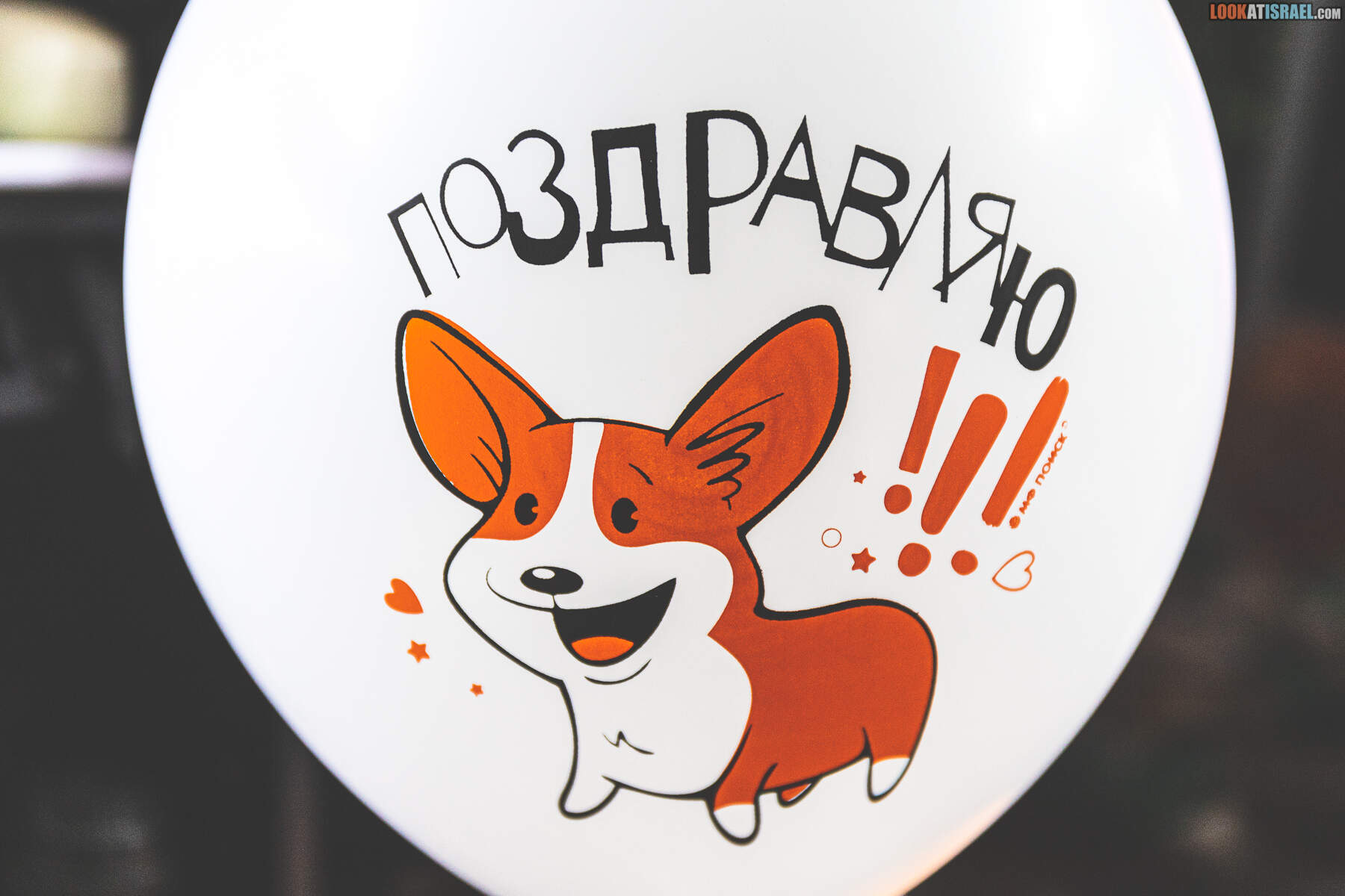 День рождения корги Иви