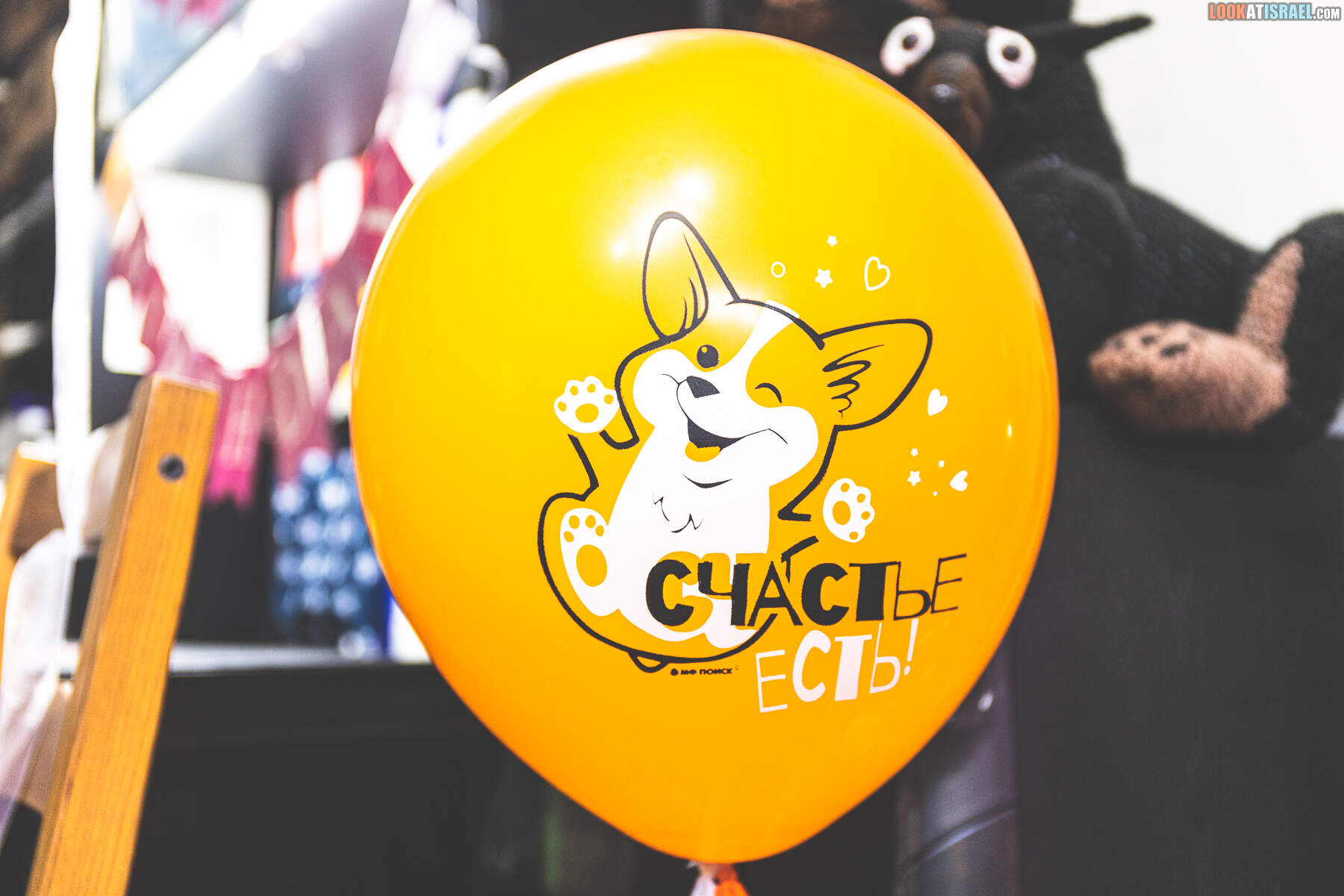 День рождения корги Иви