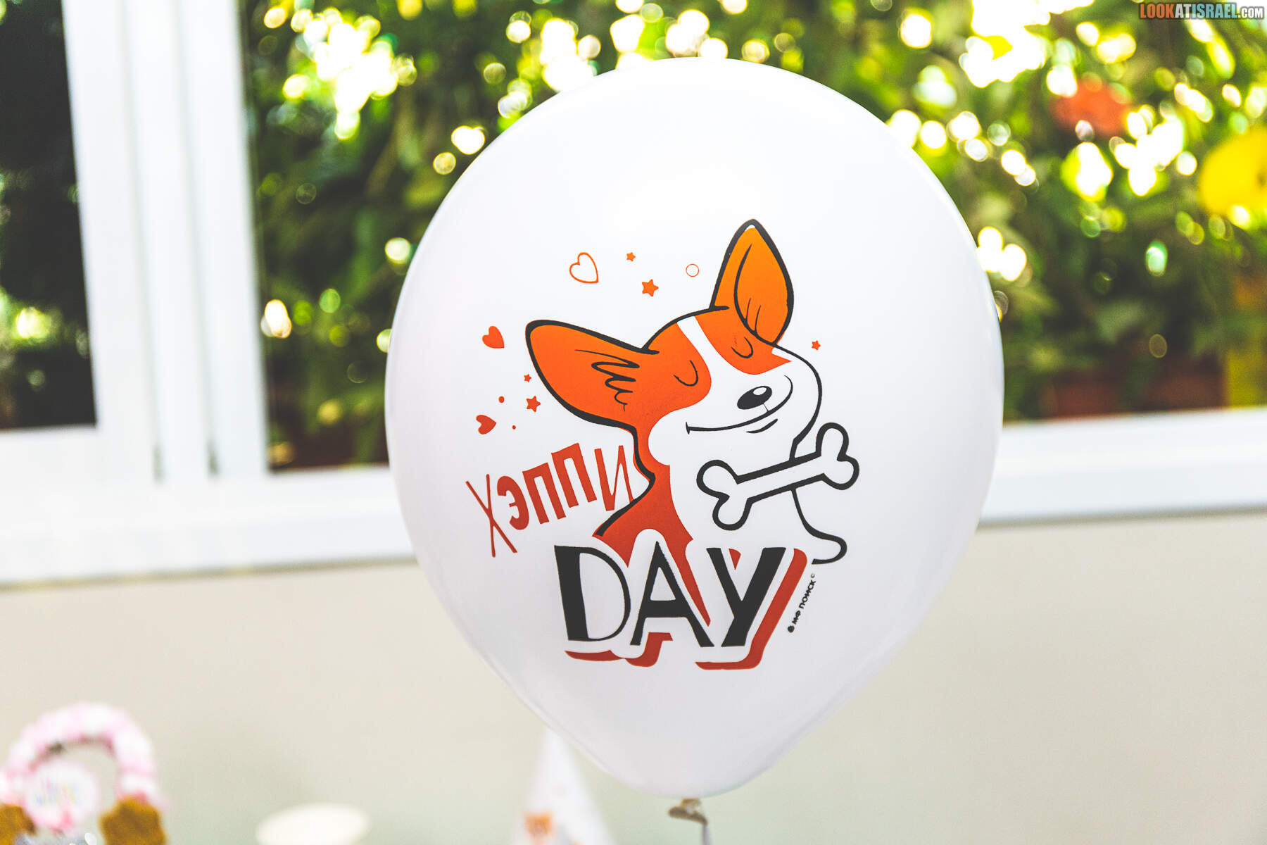 День рождения корги Иви