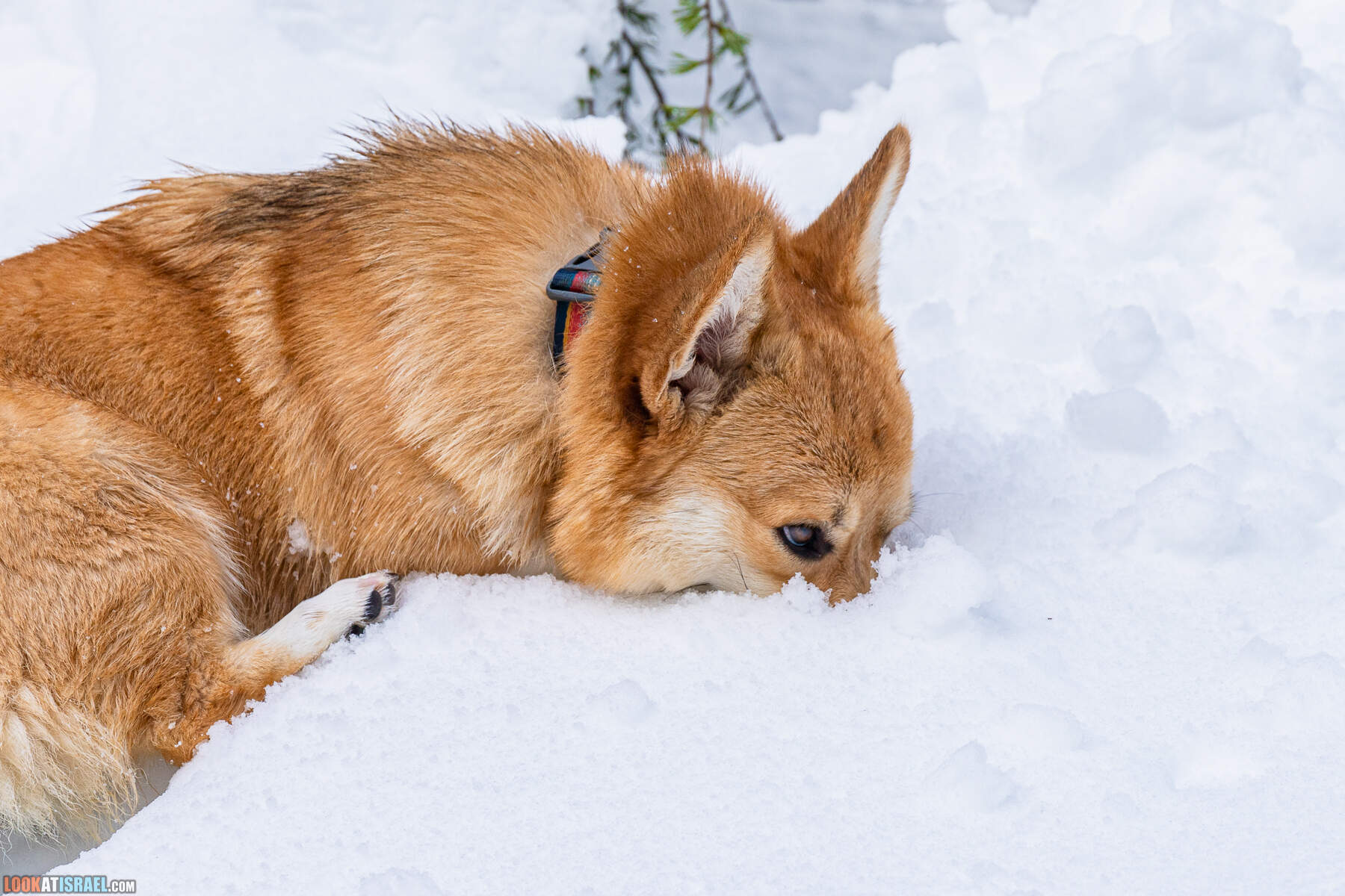Ураган Элпис, снег на Голанских высотах - Snow on Golan Heights (Ramat ha-Golan) - סערת אלפיס שלג ברמת הגולן