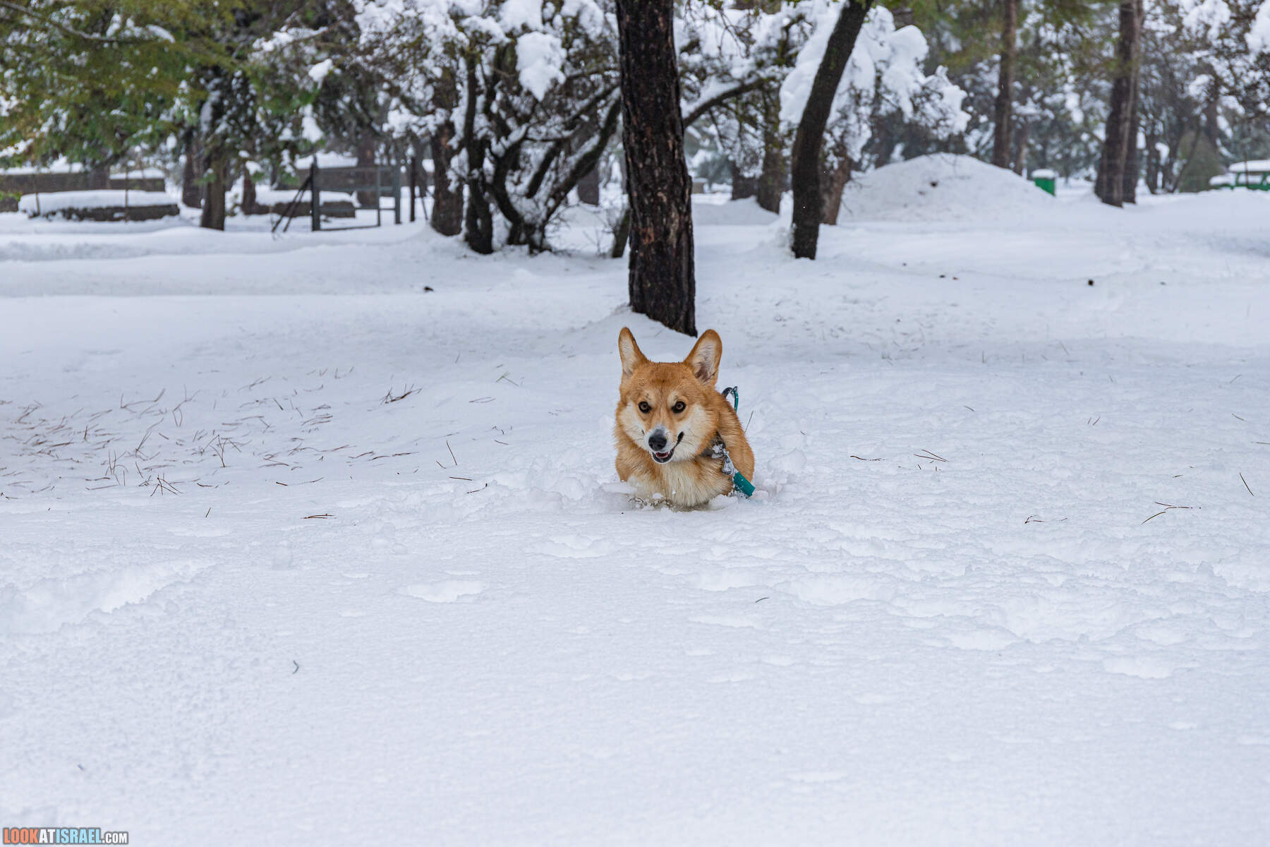 Ураган Элпис, снег на Голанских высотах - Snow on Golan Heights (Ramat ha-Golan) - סערת אלפיס שלג ברמת הגולן