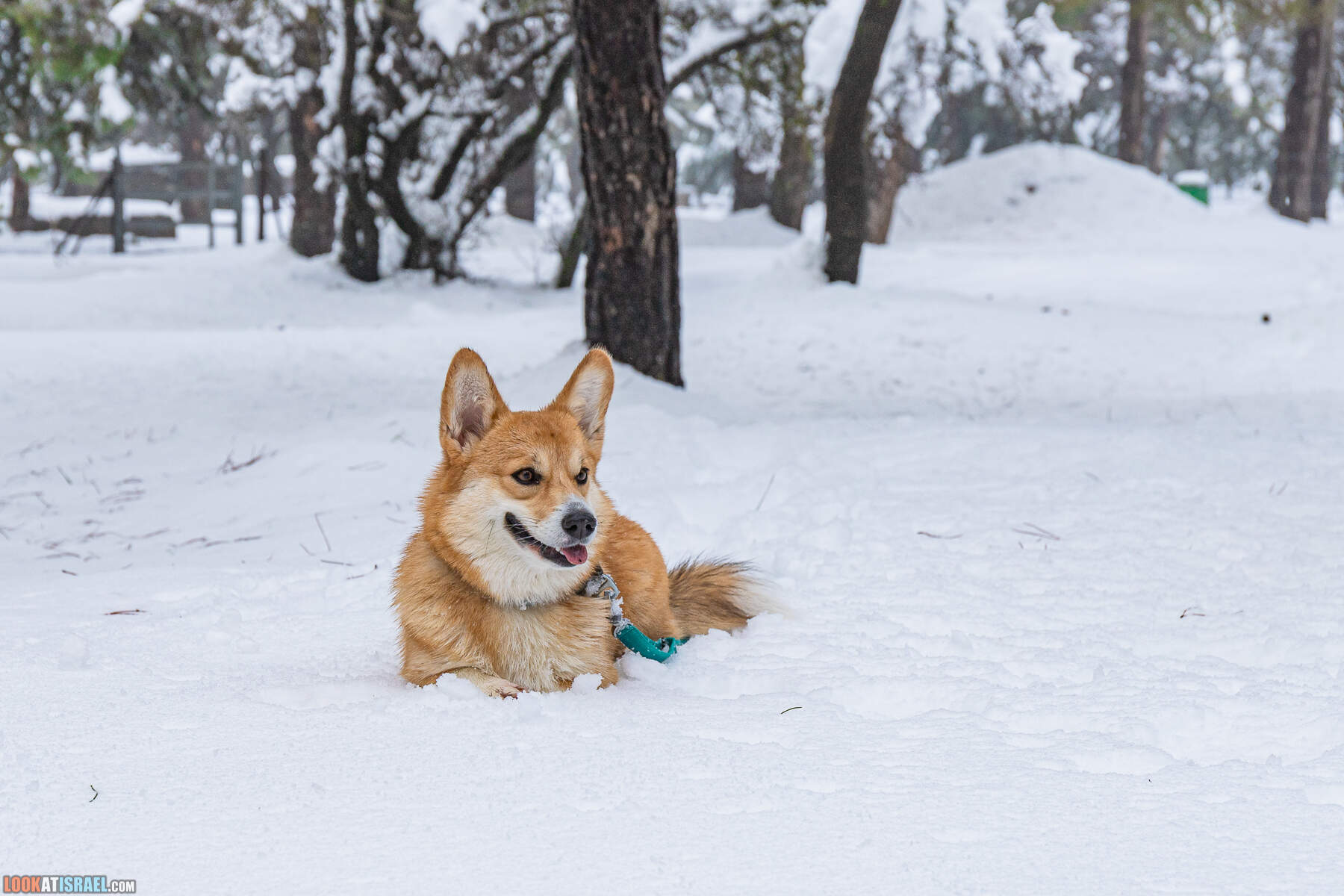 Ураган Элпис, снег на Голанских высотах - Snow on Golan Heights (Ramat ha-Golan) - סערת אלפיס שלג ברמת הגולן