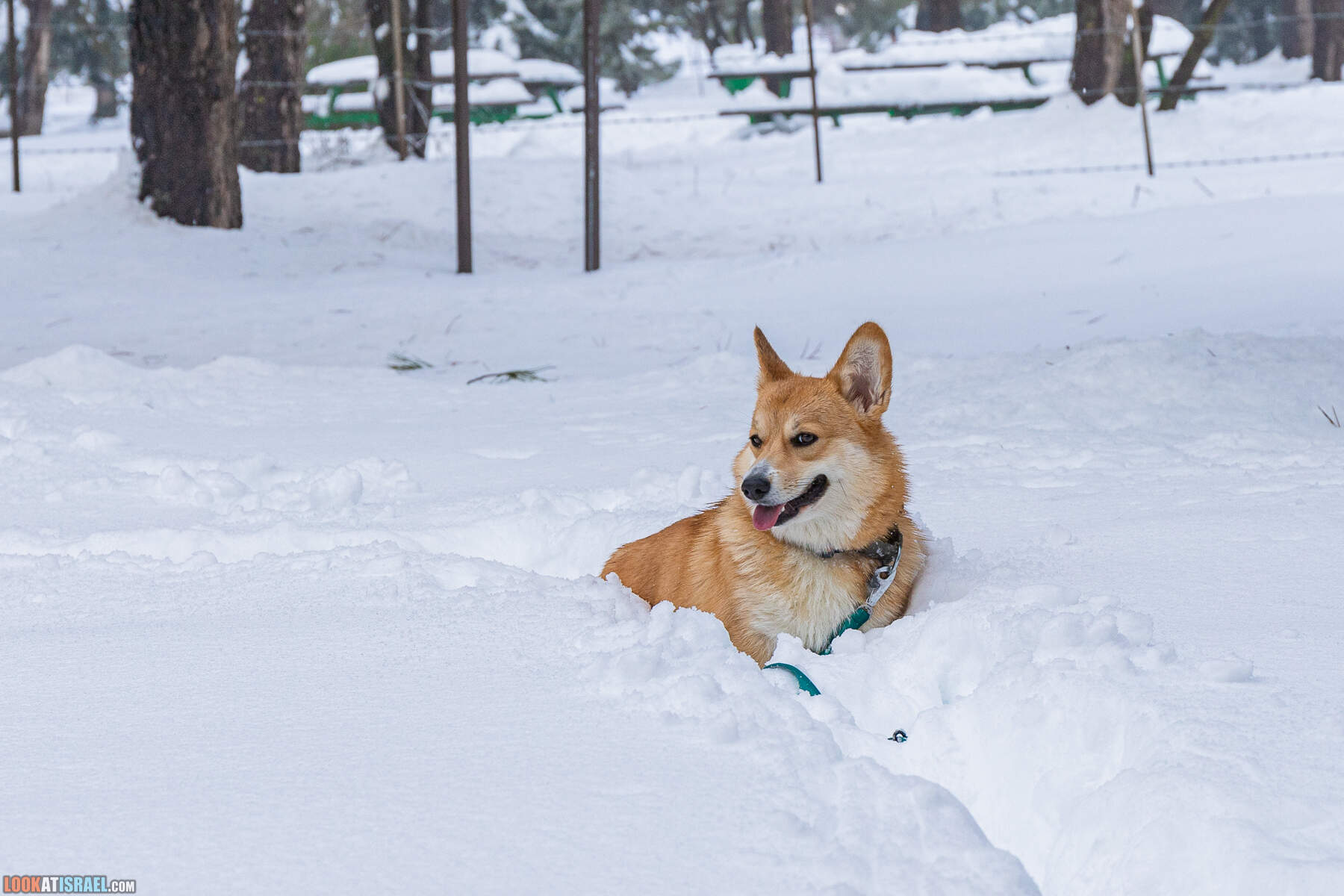 Ураган Элпис, снег на Голанских высотах - Snow on Golan Heights (Ramat ha-Golan) - סערת אלפיס שלג ברמת הגולן