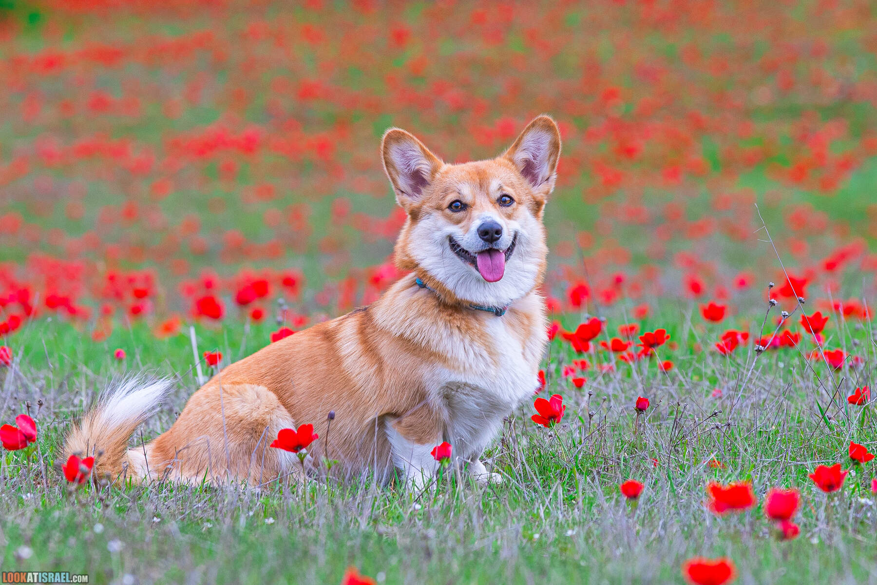 Вельш Корги Пемброк Иви Sababa Shire Elizabeth Eevee