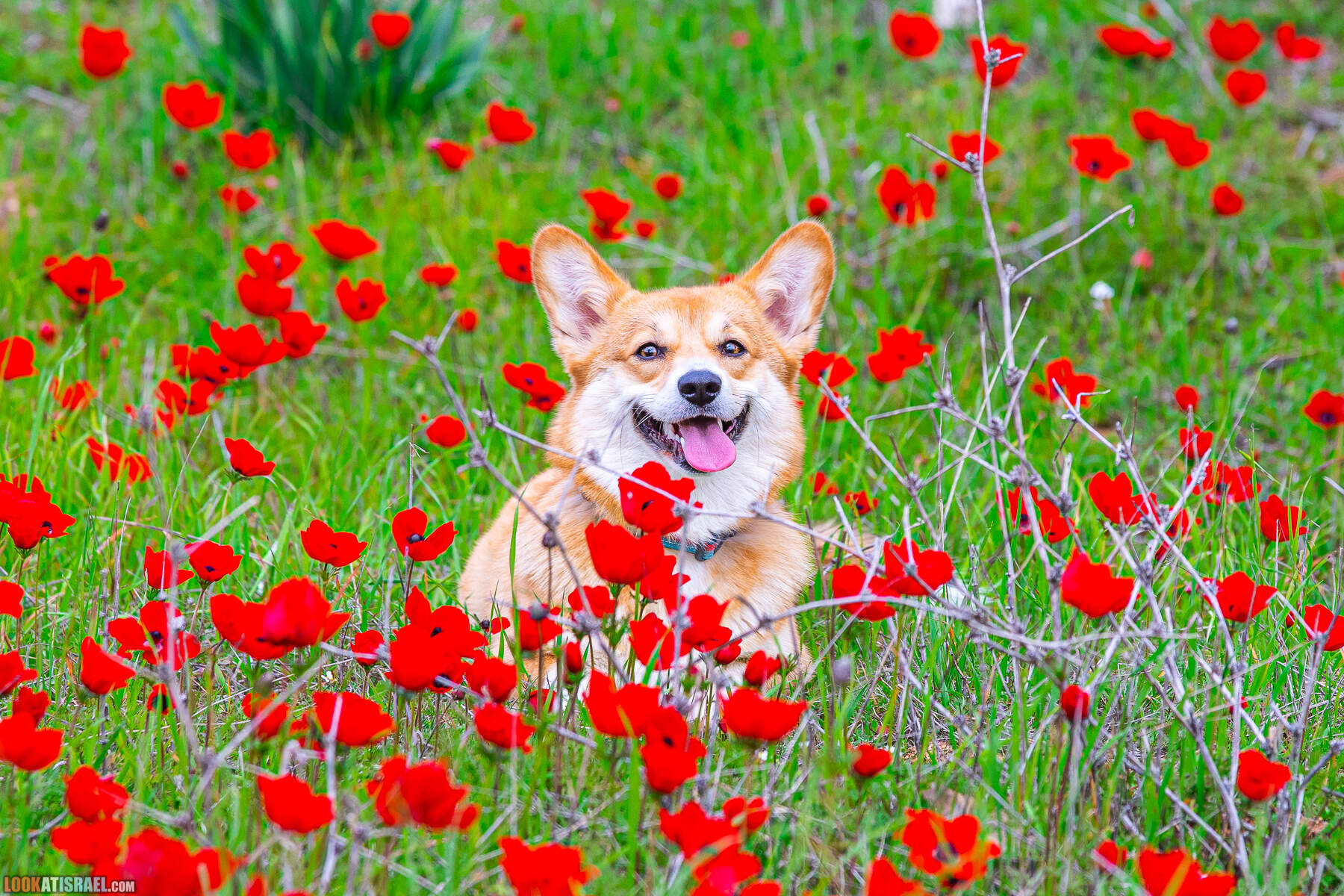Фестиваль цветения анемонов в Израиле - Красный юг - דרום אדום, корги иви eevee