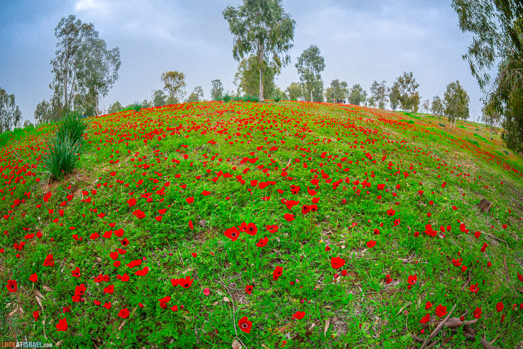 Фестиваль цветения анемонов в Израиле - Красный юг - דרום אדום