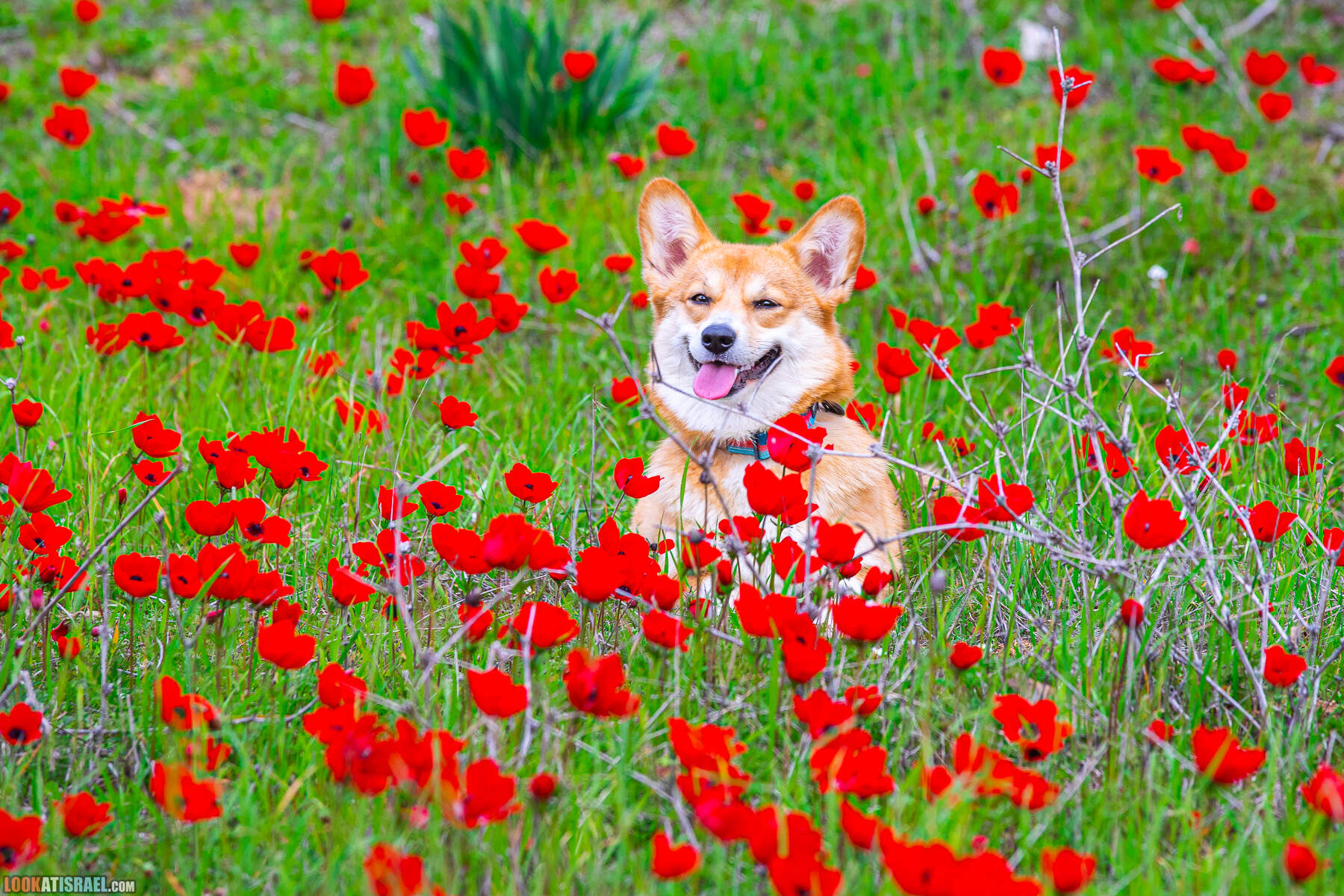 Фестиваль цветения анемонов в Израиле - Красный юг - דרום אדום, корги иви eevee