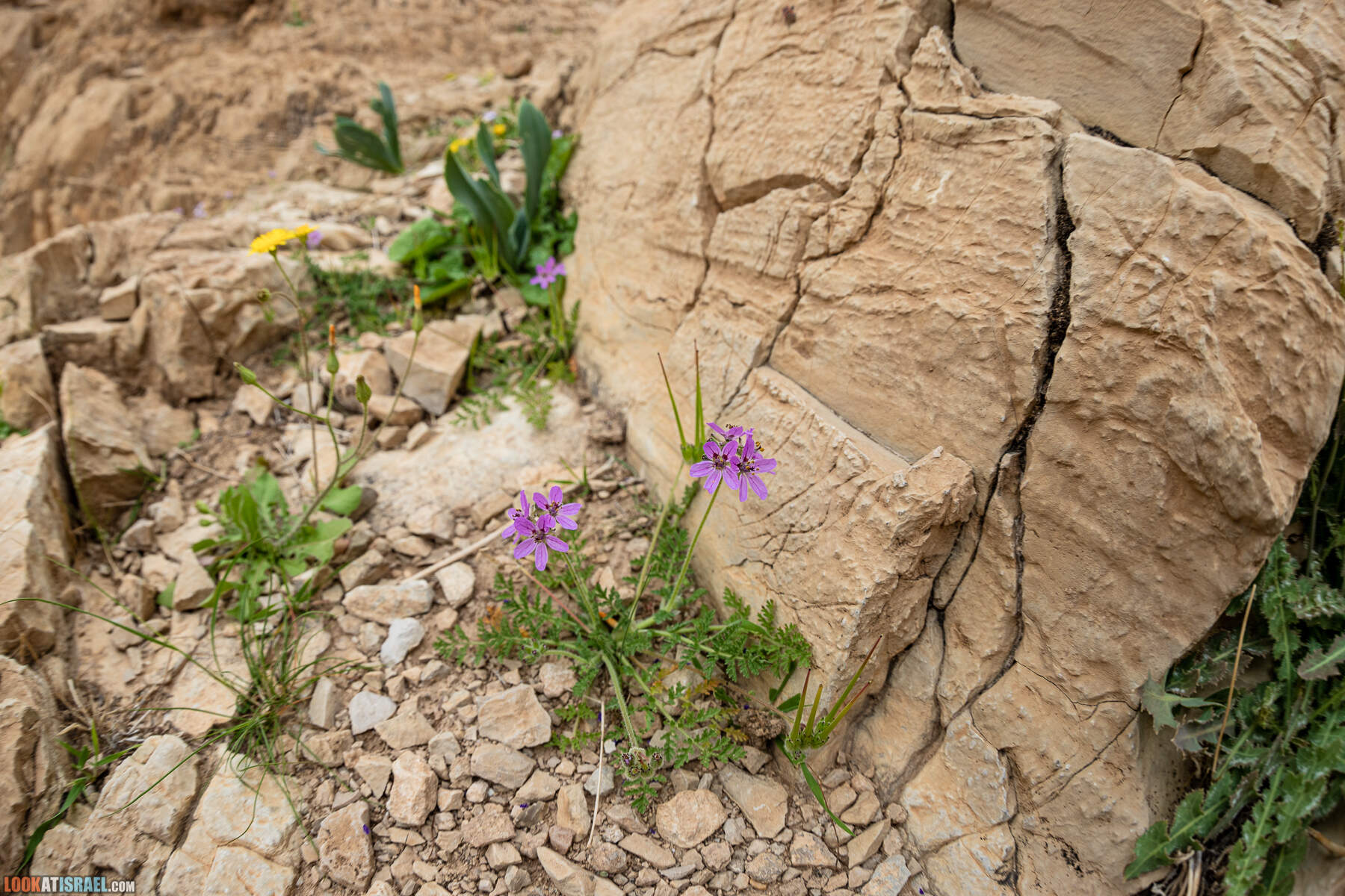 Поход по ущелью Кумран, Мацок Этеким, Рош Цуким