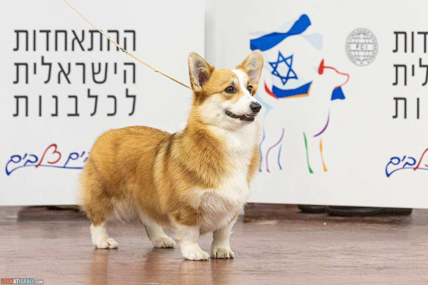 Международная выставка собак в Тель-Авиве