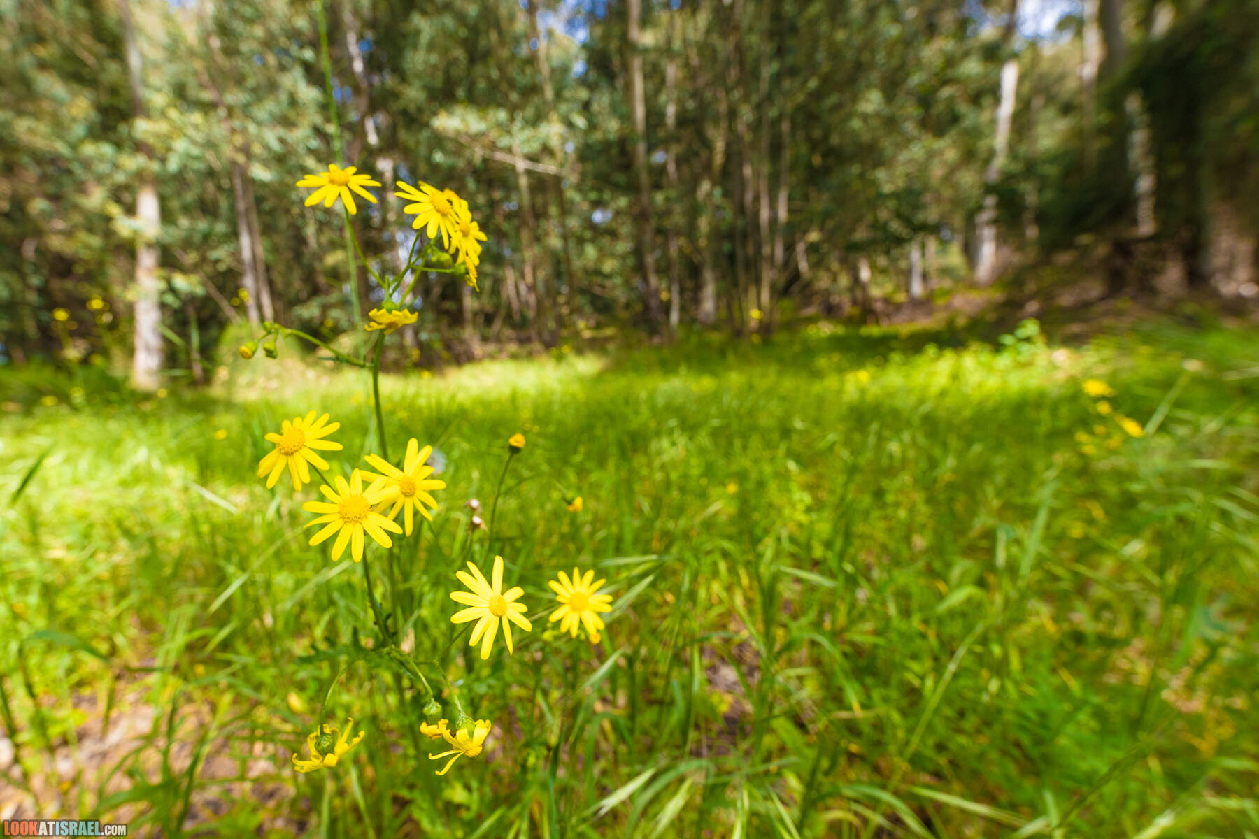 Национальный парк Пальмахим Ручей Сорек - прогулки с собакой в Израиле