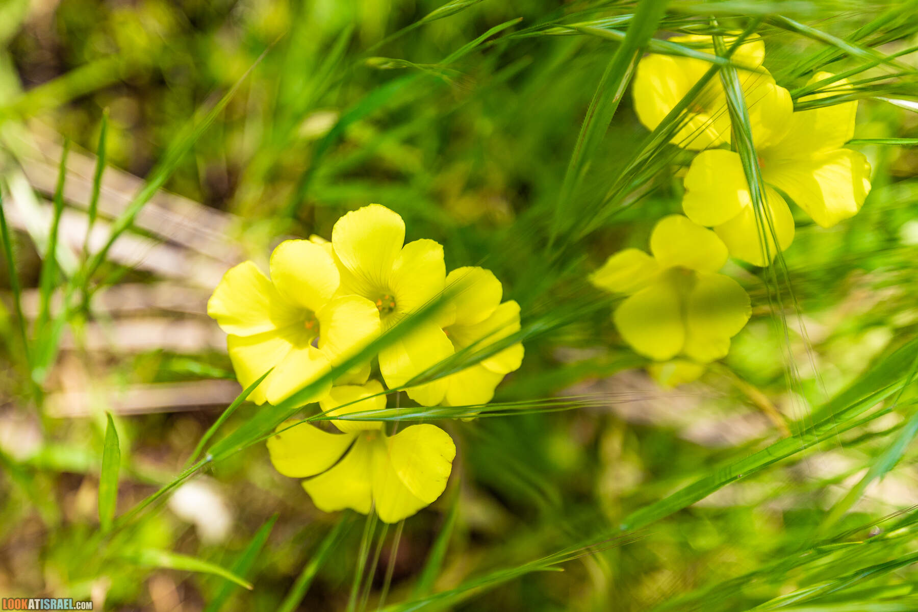 Национальный парк Пальмахим Ручей Сорек - прогулки с собакой в Израиле
