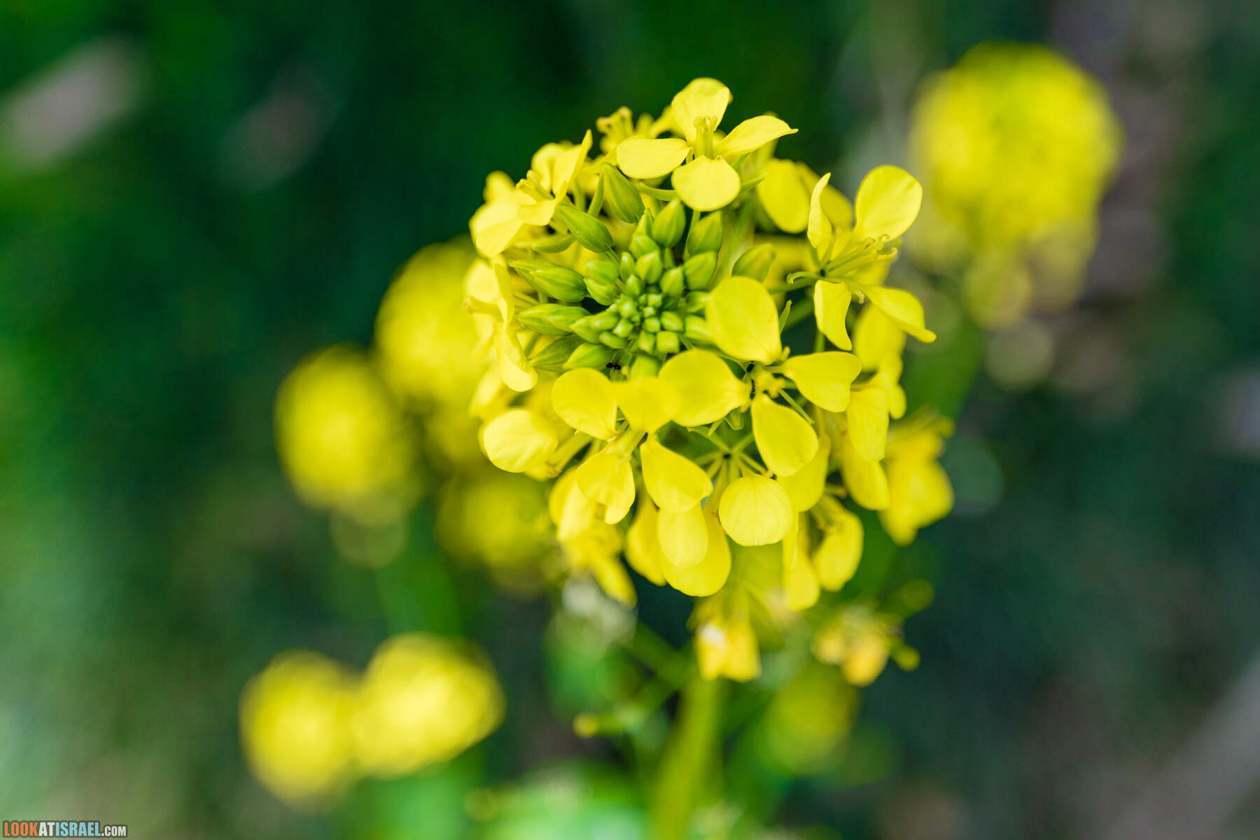 Национальный парк Пальмахим Ручей Сорек - прогулки с собакой в Израиле