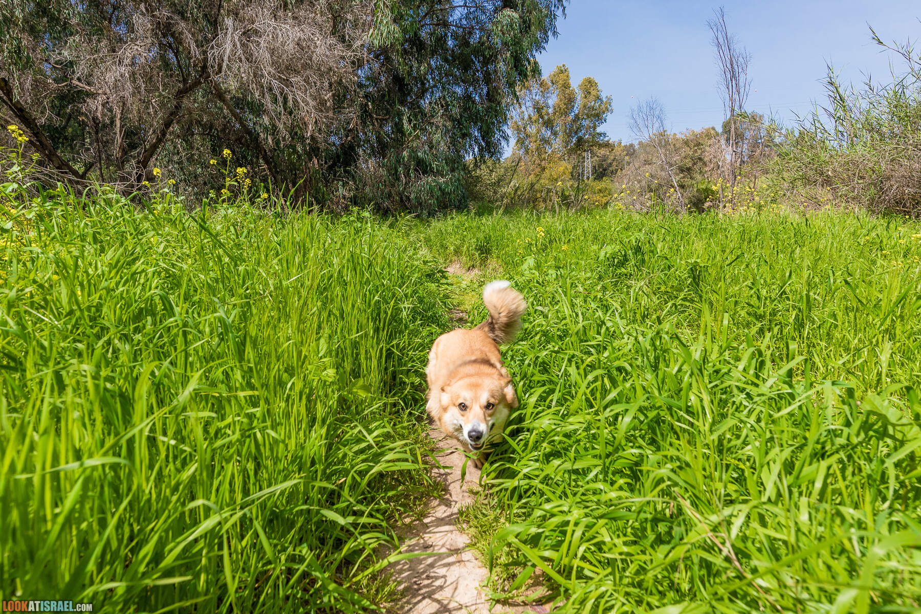 Национальный парк Пальмахим Ручей Сорек - прогулки с собакой в Израиле