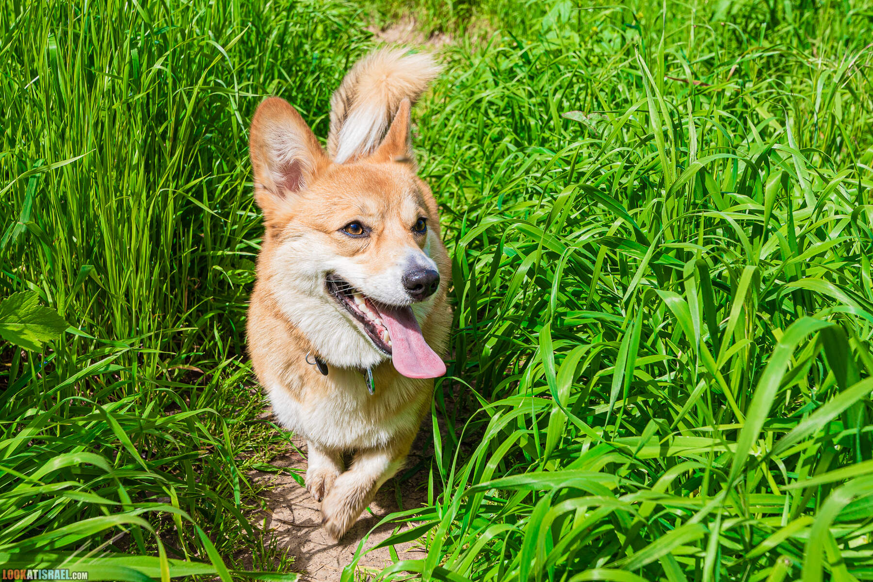 Национальный парк Пальмахим Ручей Сорек - прогулки с собакой в Израиле