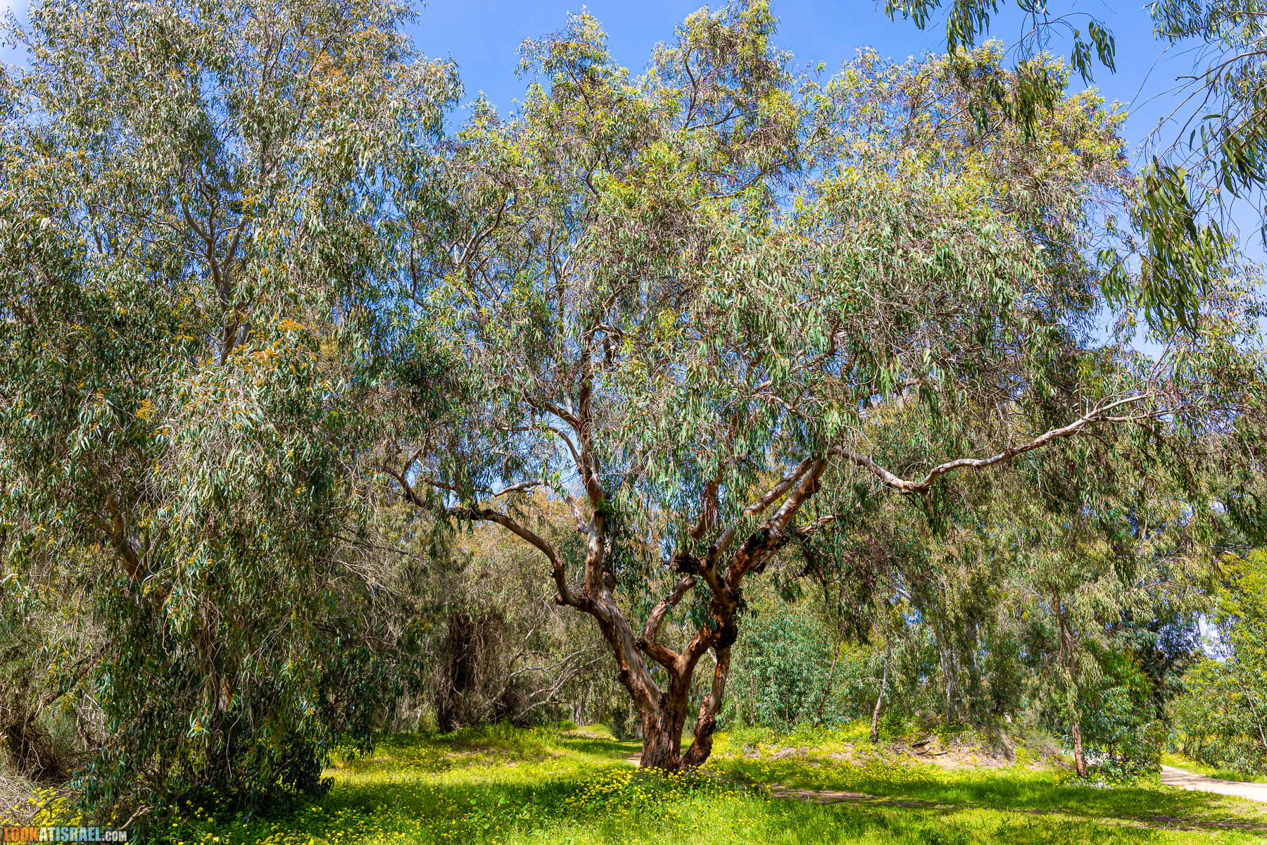 Национальный парк Пальмахим Ручей Сорек - прогулки с собакой в Израиле