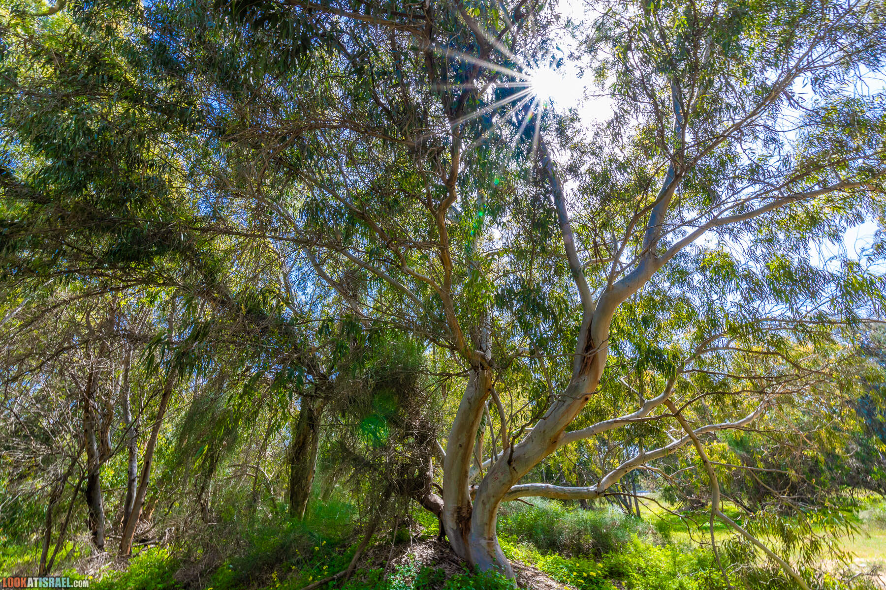 Национальный парк Пальмахим Ручей Сорек - прогулки с собакой в Израиле