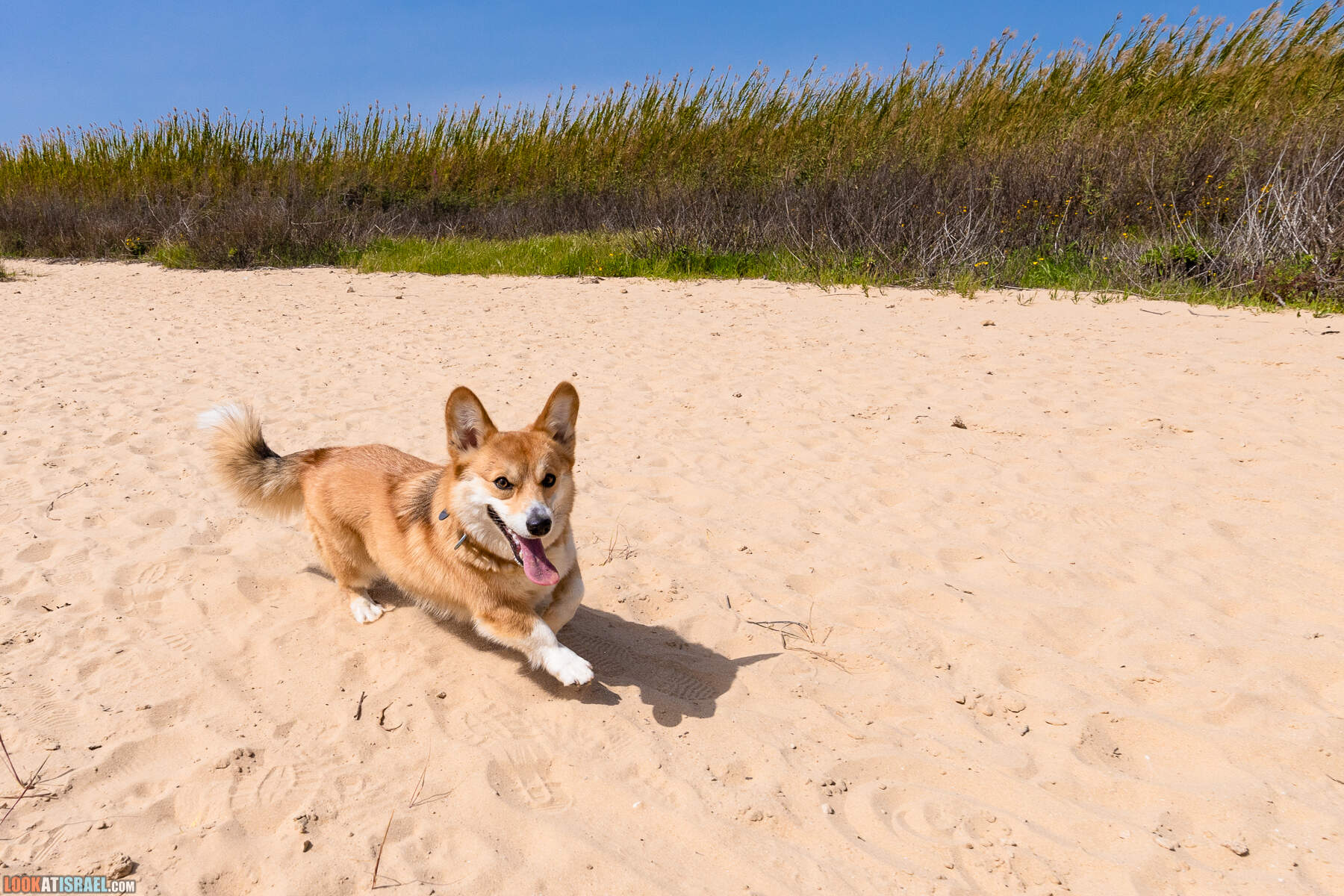 Национальный парк Пальмахим Ручей Сорек - прогулки с собакой в Израиле