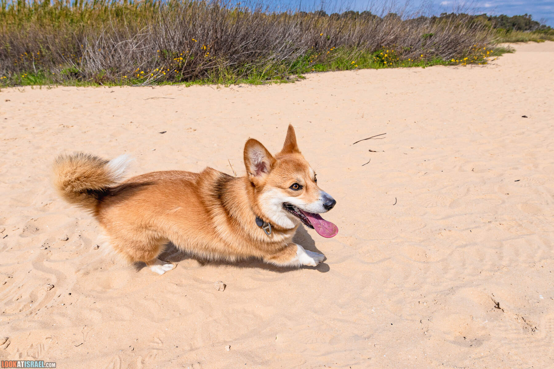 Национальный парк Пальмахим Ручей Сорек - прогулки с собакой в Израиле