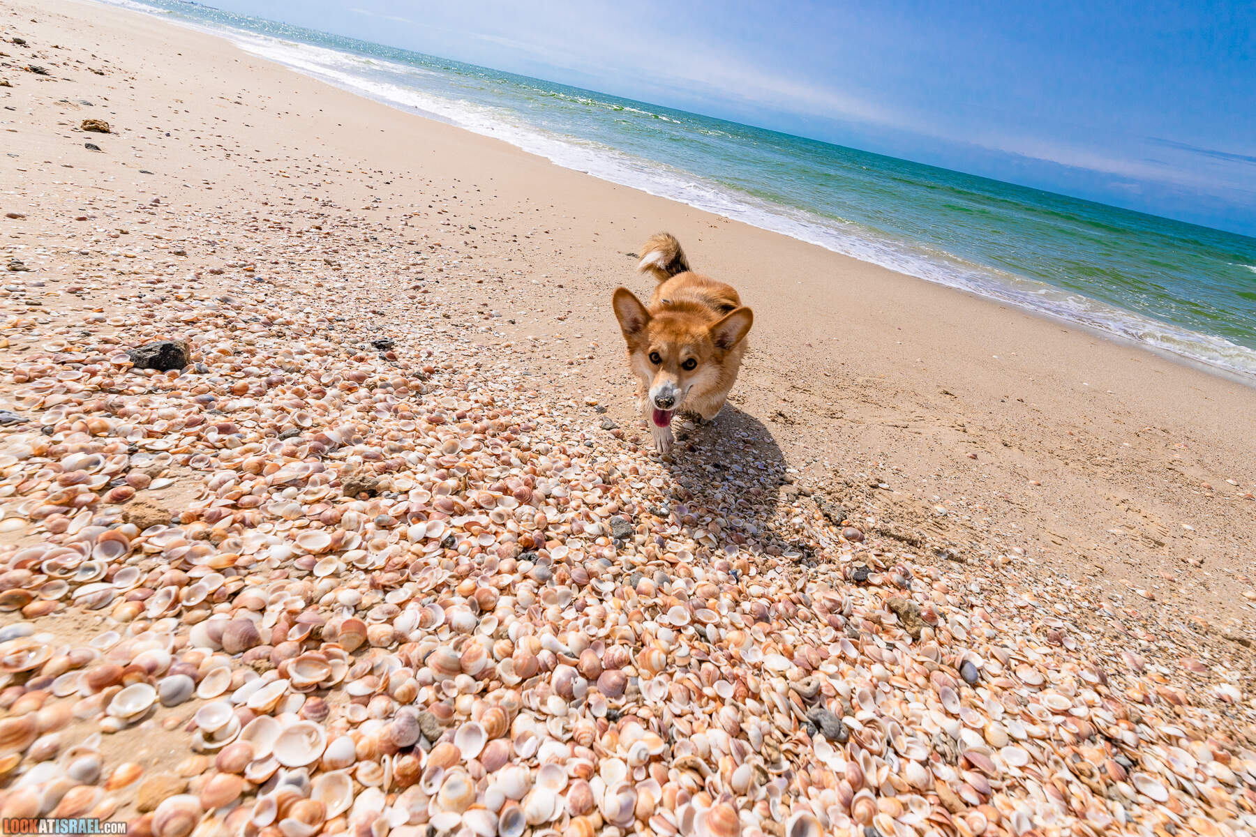 Национальный парк Пальмахим Ручей Сорек - прогулки с собакой в Израиле