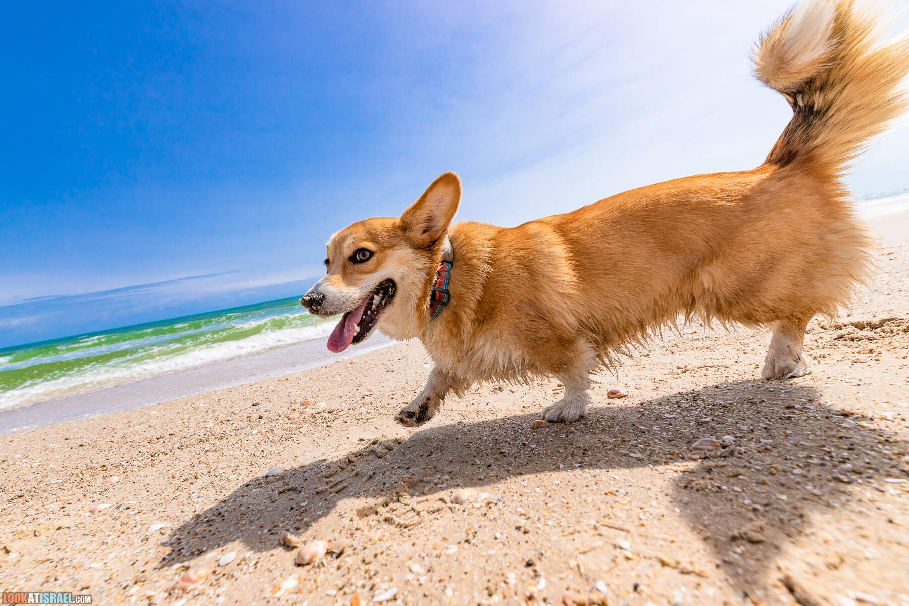 Национальный парк Пальмахим Ручей Сорек - прогулки с собакой в Израиле
