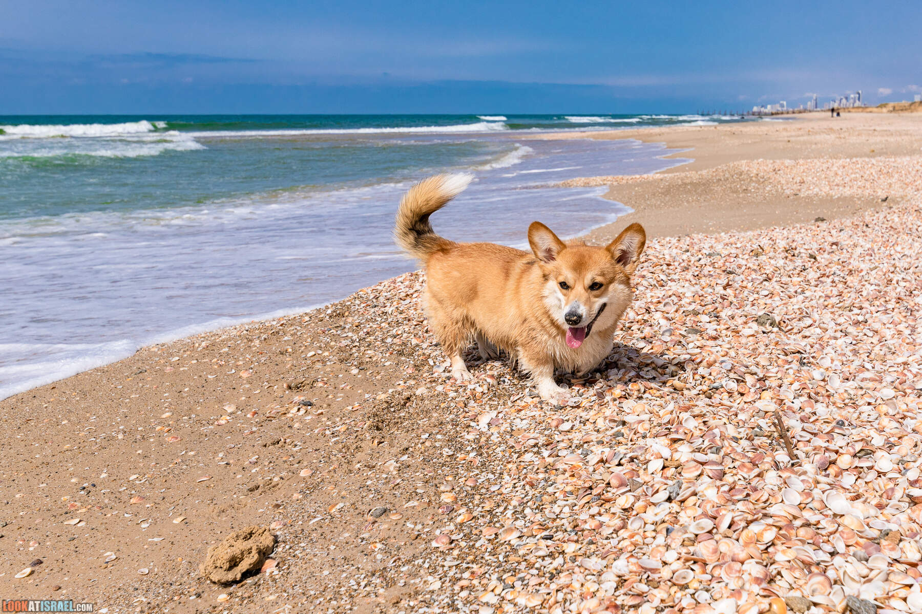 Национальный парк Пальмахим Ручей Сорек - прогулки с собакой в Израиле