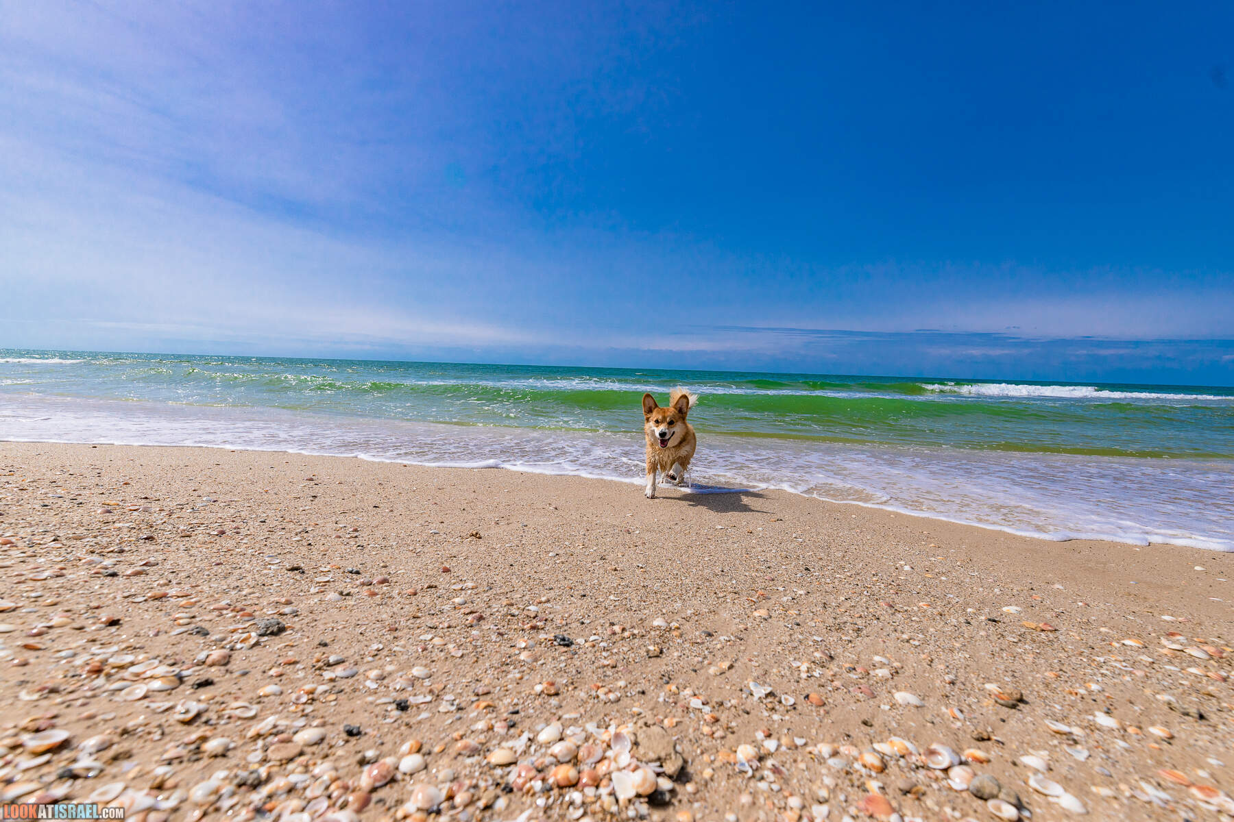 Национальный парк Пальмахим Ручей Сорек - прогулки с собакой в Израиле