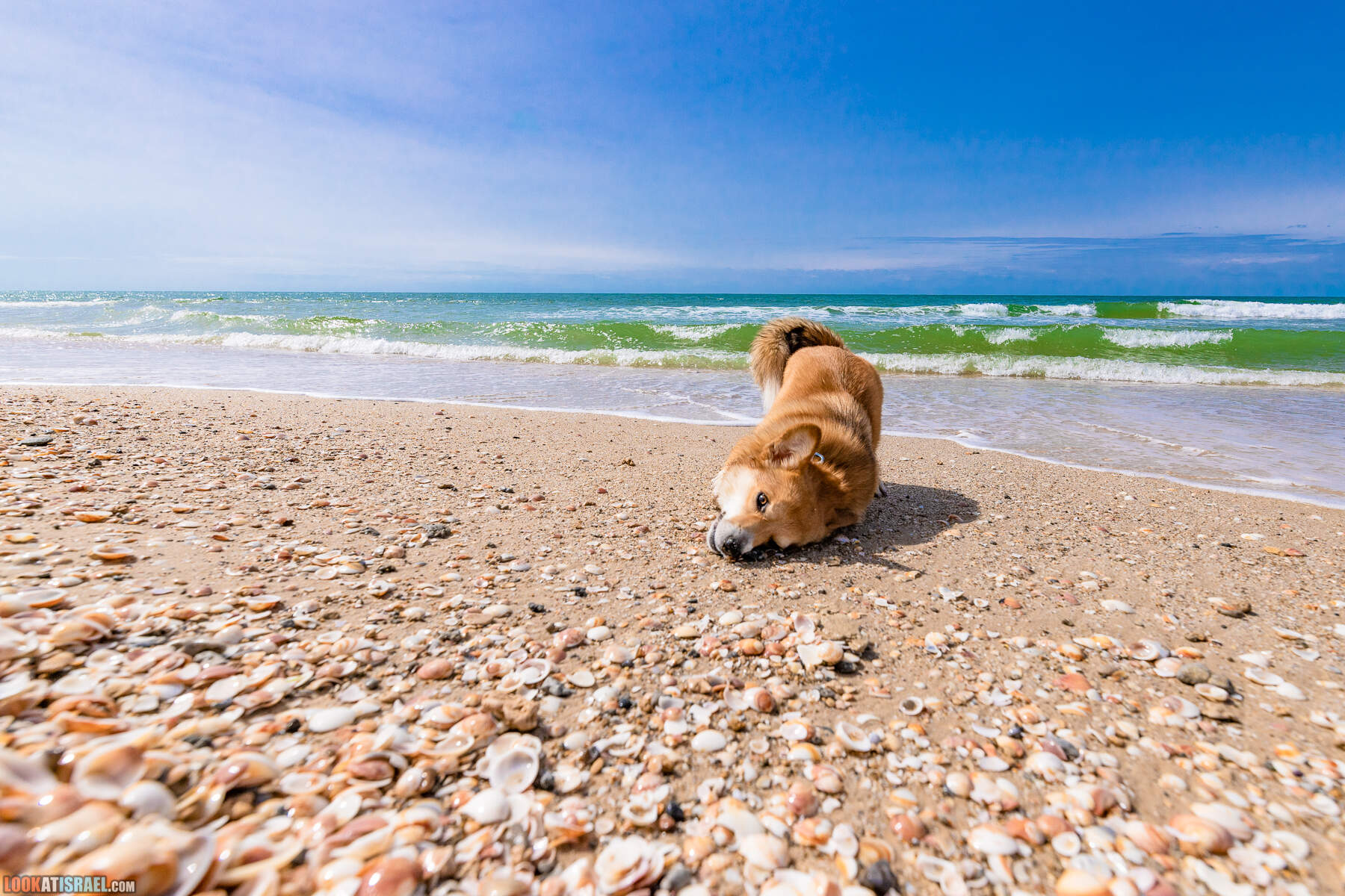 Национальный парк Пальмахим Ручей Сорек - прогулки с собакой в Израиле