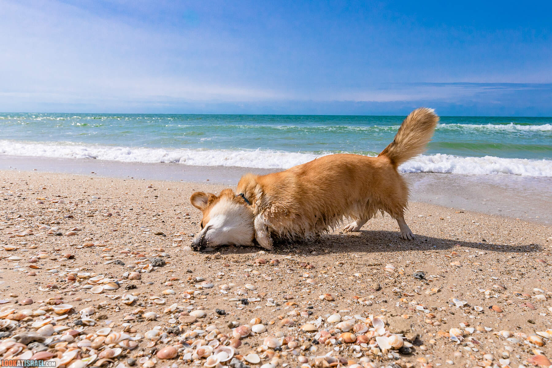 Национальный парк Пальмахим Ручей Сорек - прогулки с собакой в Израиле
