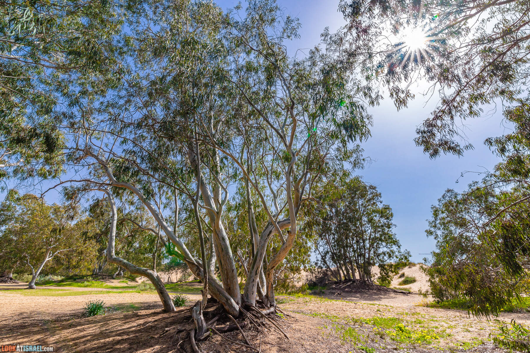Национальный парк Пальмахим Ручей Сорек - прогулки с собакой в Израиле