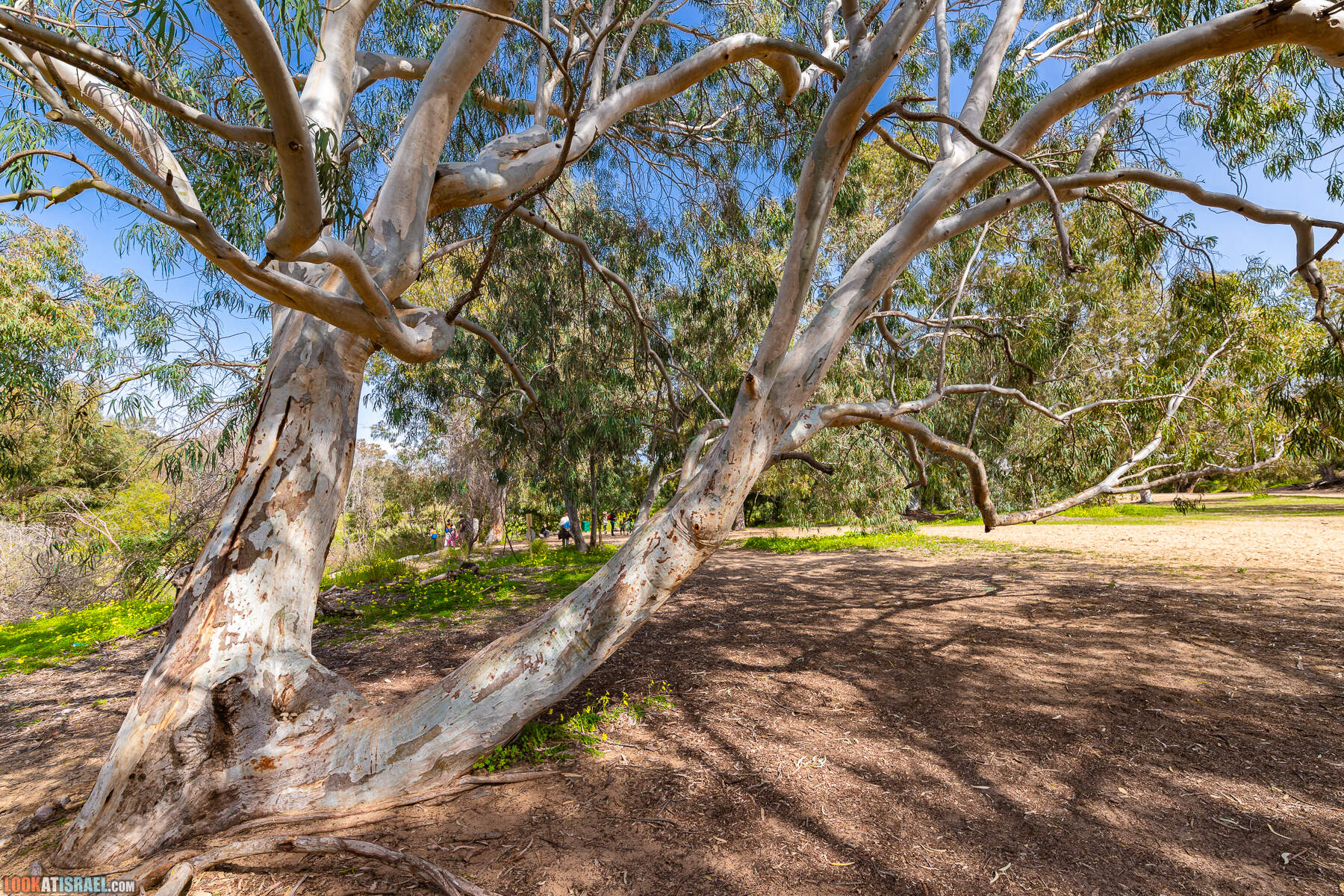Национальный парк Пальмахим Ручей Сорек - прогулки с собакой в Израиле