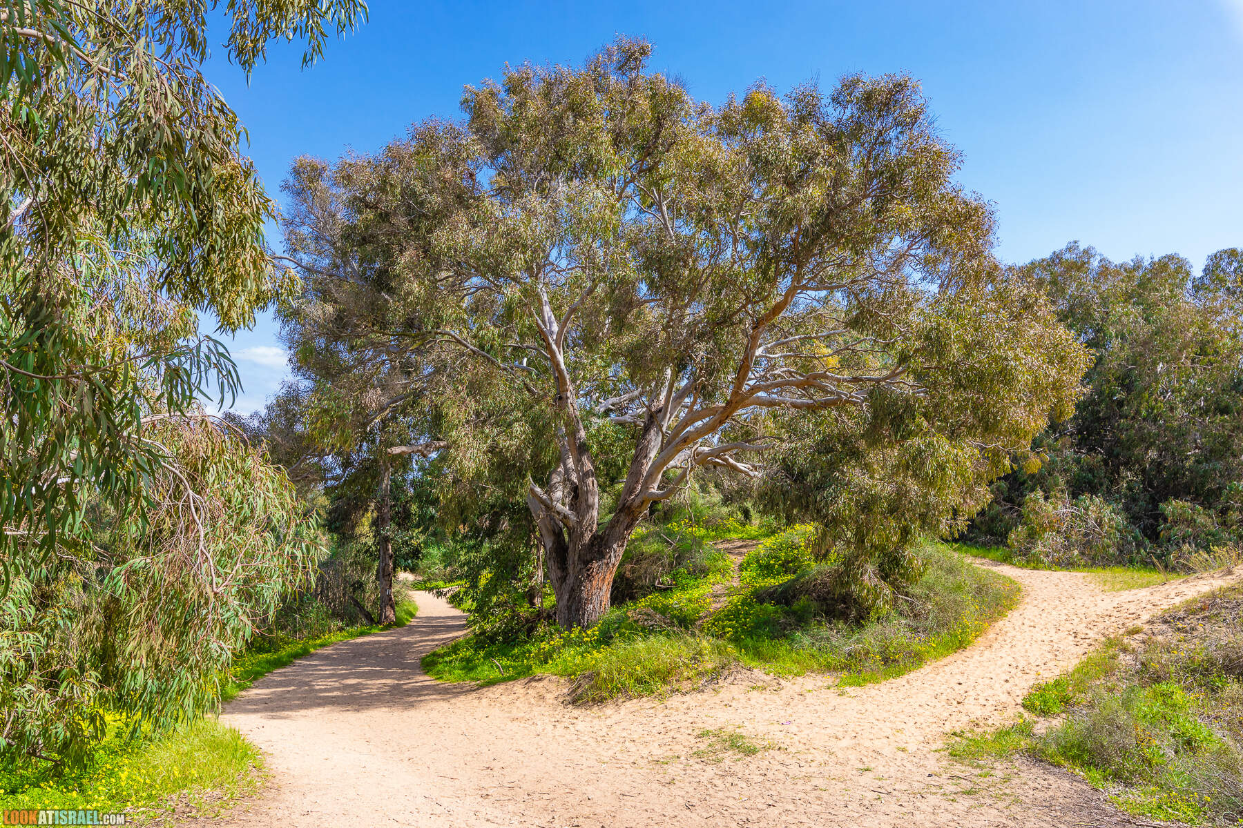 Национальный парк Пальмахим Ручей Сорек - прогулки с собакой в Израиле