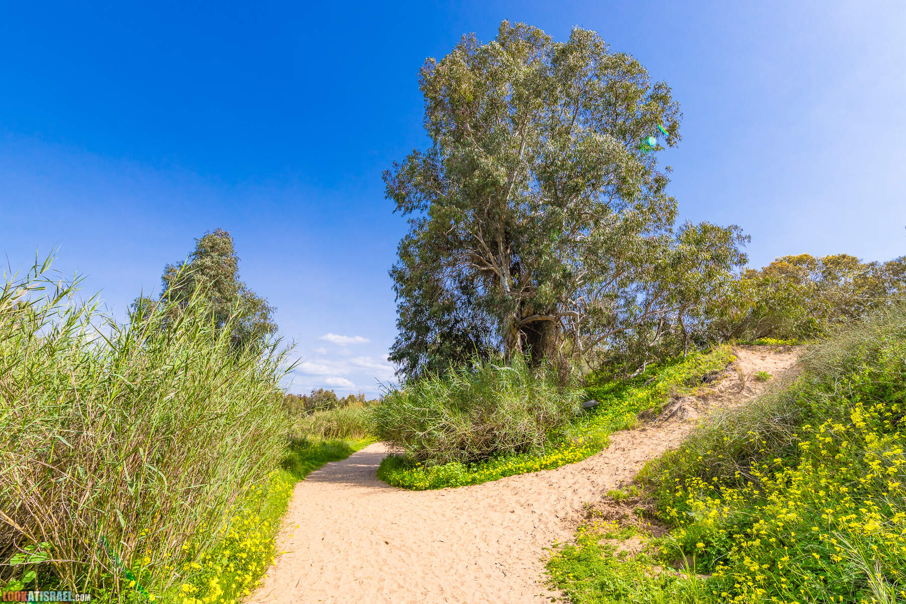 Национальный парк Пальмахим Ручей Сорек - прогулки с собакой в Израиле