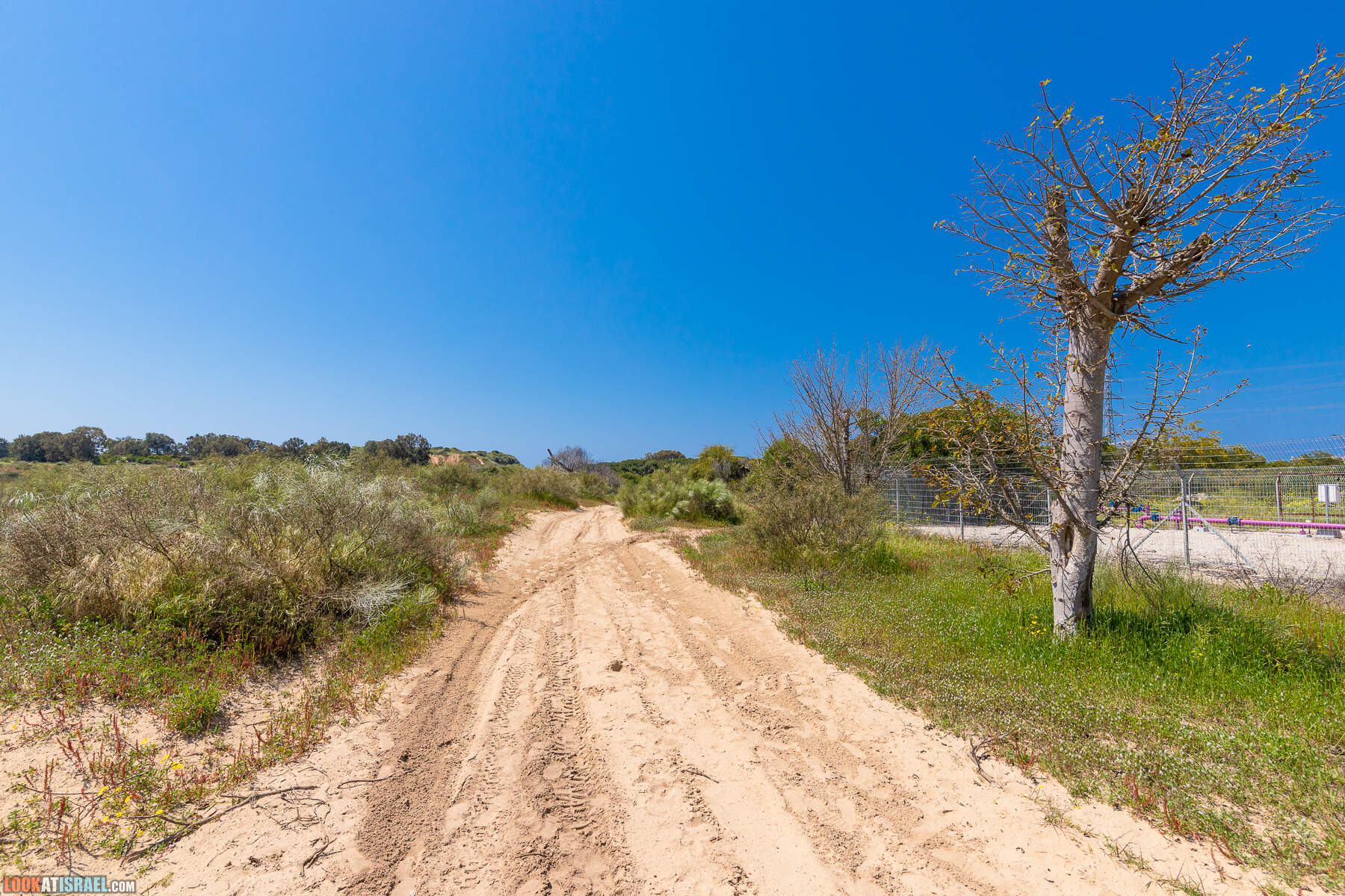 Прогулки с хвостом - пески Пальмахим и Наби Рубин