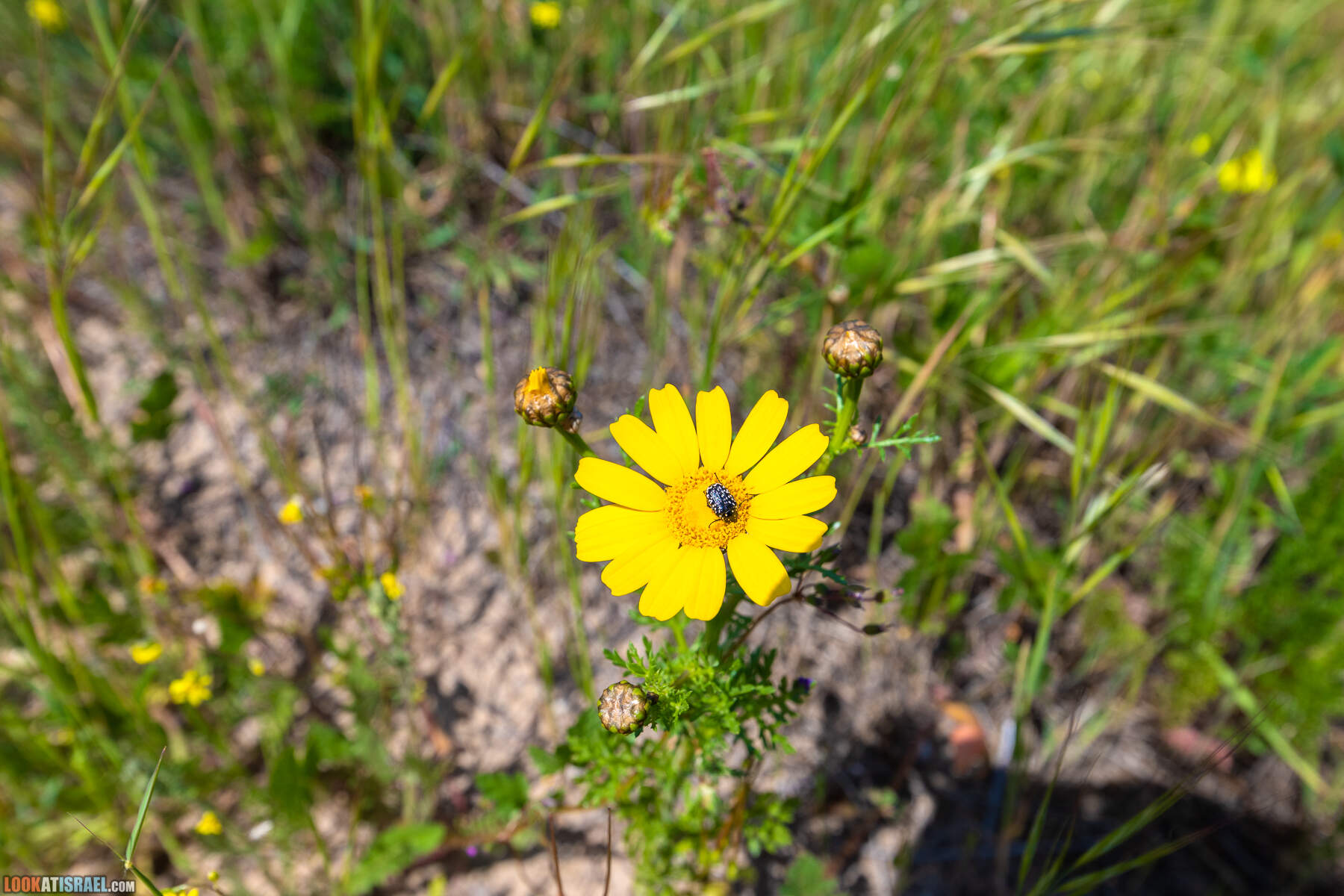 Прогулки с хвостом - пески Пальмахим и Наби Рубин