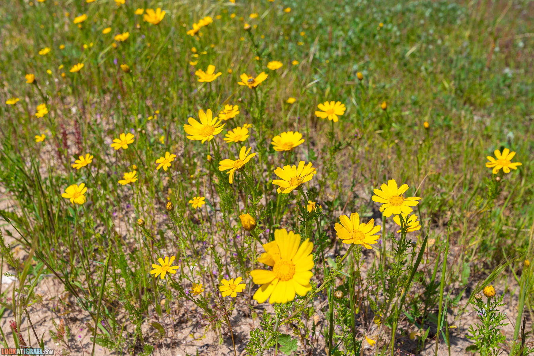 Прогулки с хвостом - пески Пальмахим и Наби Рубин