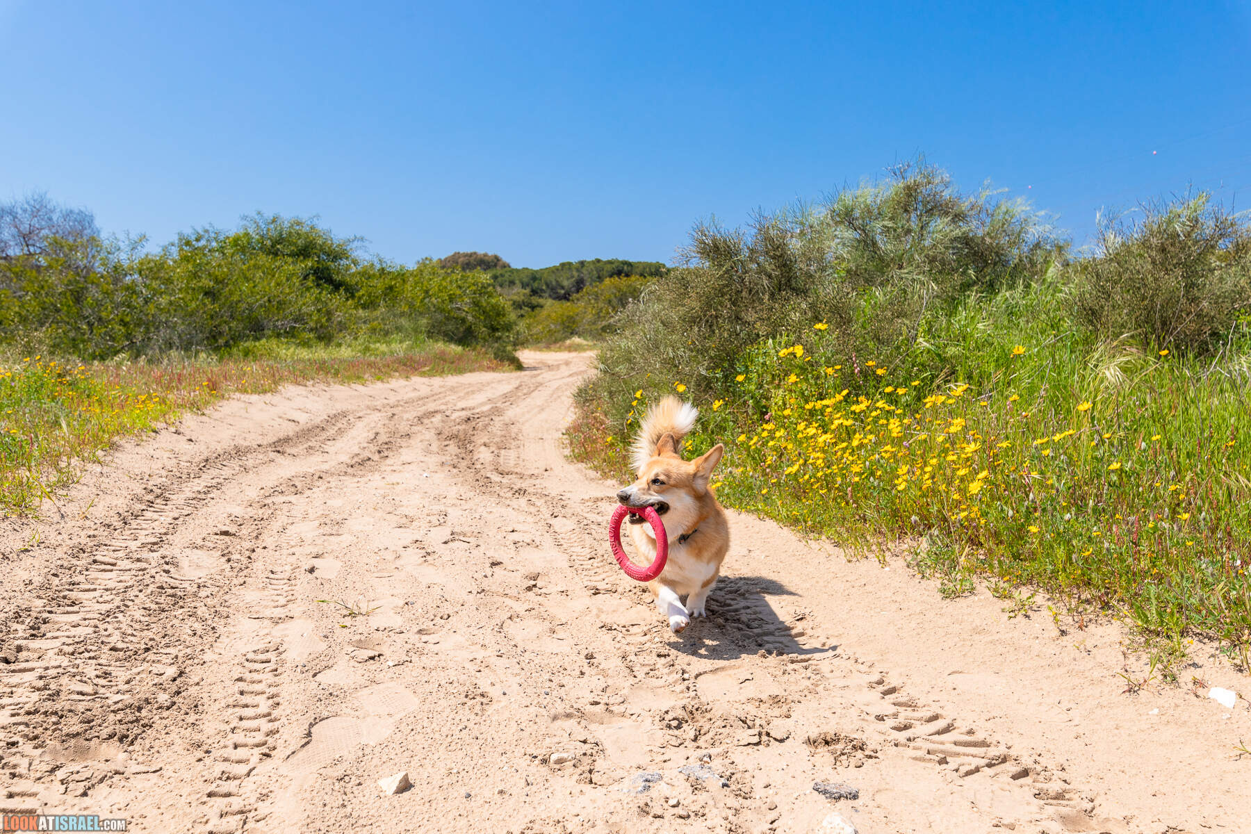 Прогулки с хвостом - пески Пальмахим и Наби Рубин