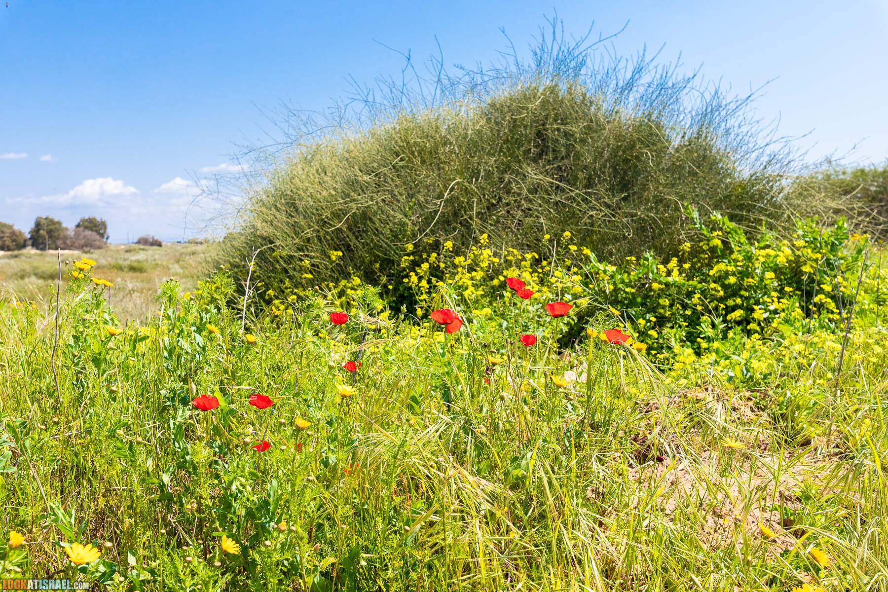 Прогулки с хвостом - пески Пальмахим и Наби Рубин
