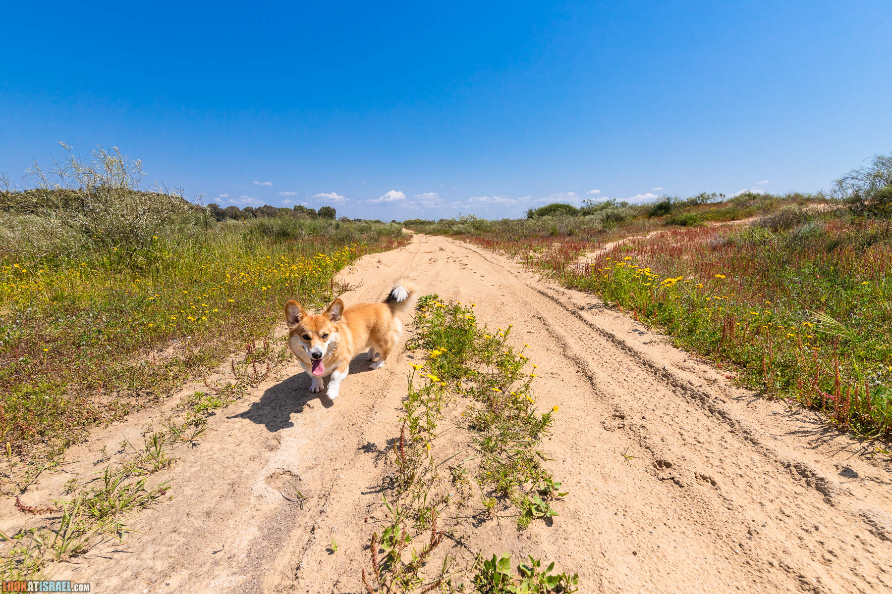 Прогулки с хвостом - пески Пальмахим и Наби Рубин