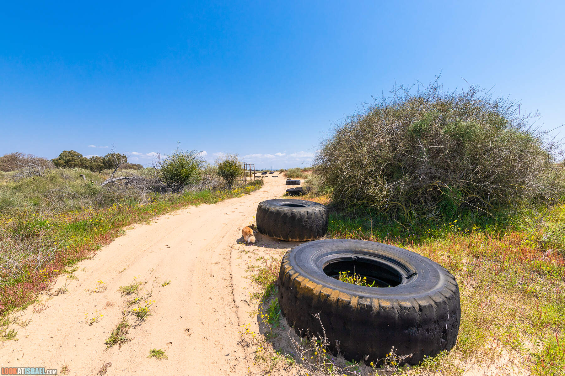 Прогулки с хвостом - пески Пальмахим и Наби Рубин