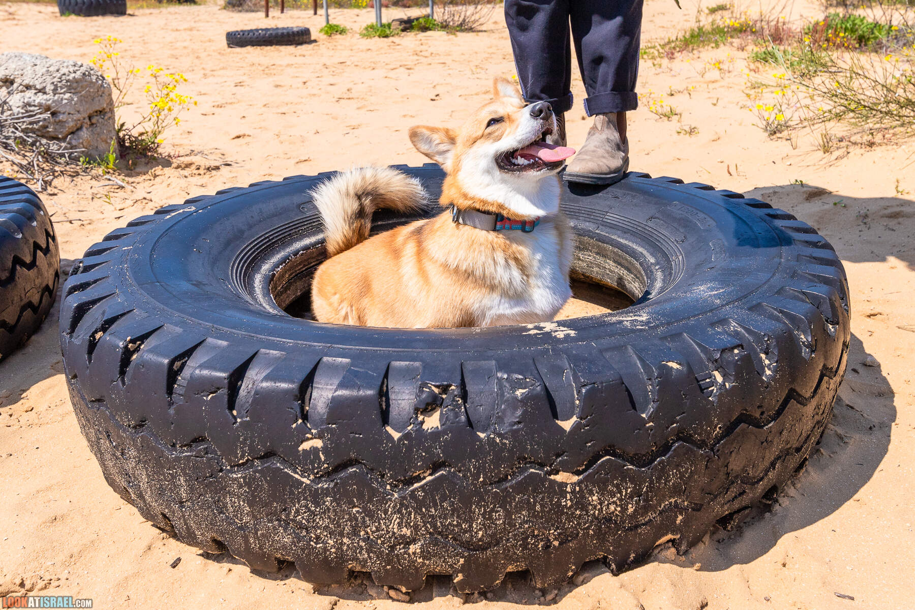 Прогулки с хвостом - пески Пальмахим и Наби Рубин