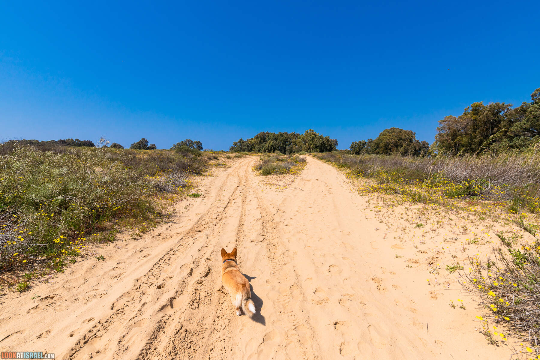 Прогулки с хвостом - пески Пальмахим и Наби Рубин